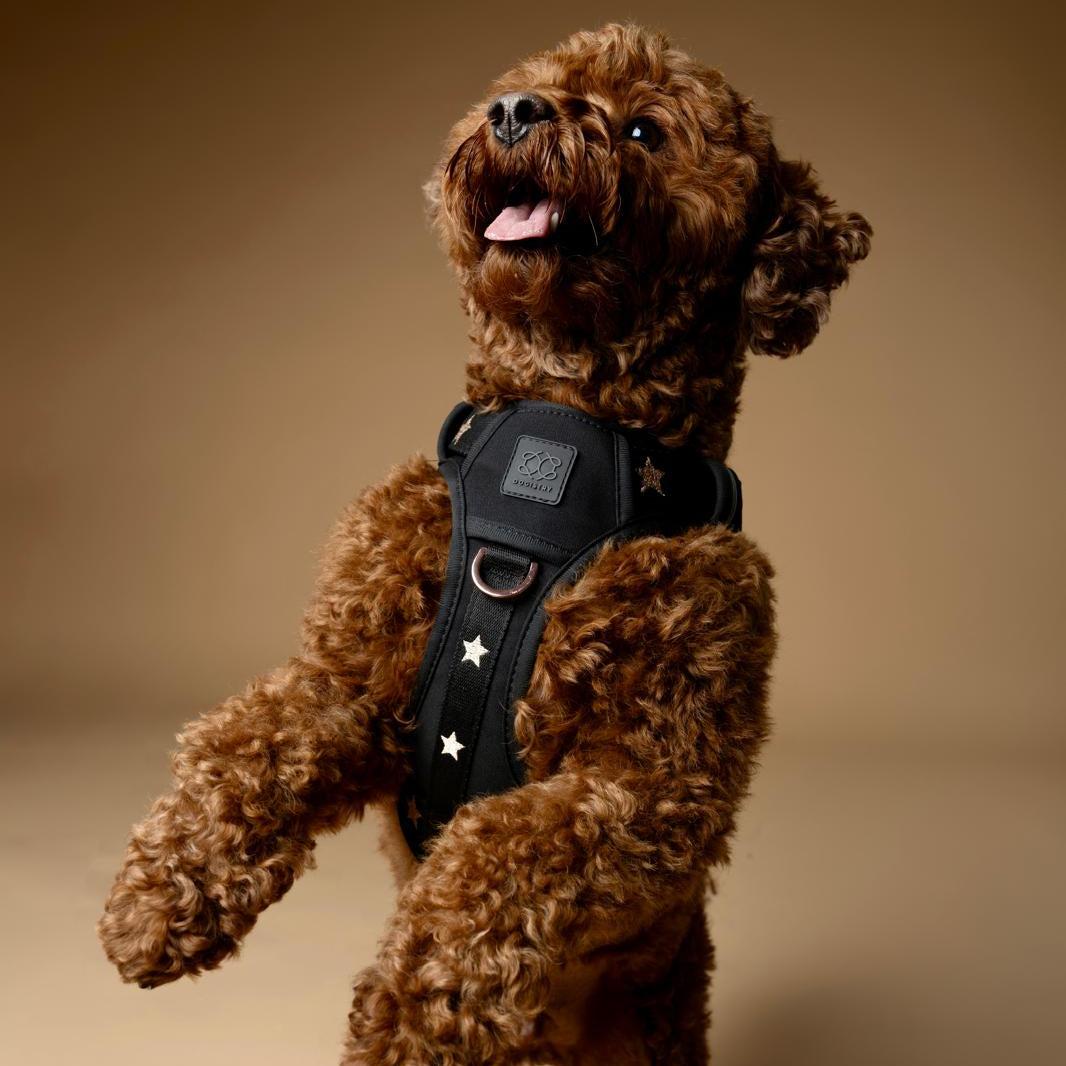DOGISTRY NoMad Adjustable Luxe Harness - Rockstar
