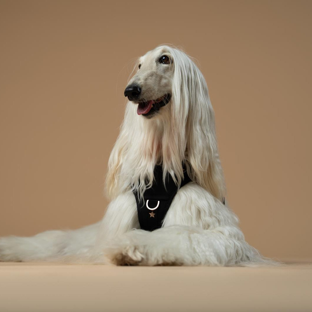 DOGISTRY NoMad Adjustable Luxe Harness - Rockstar