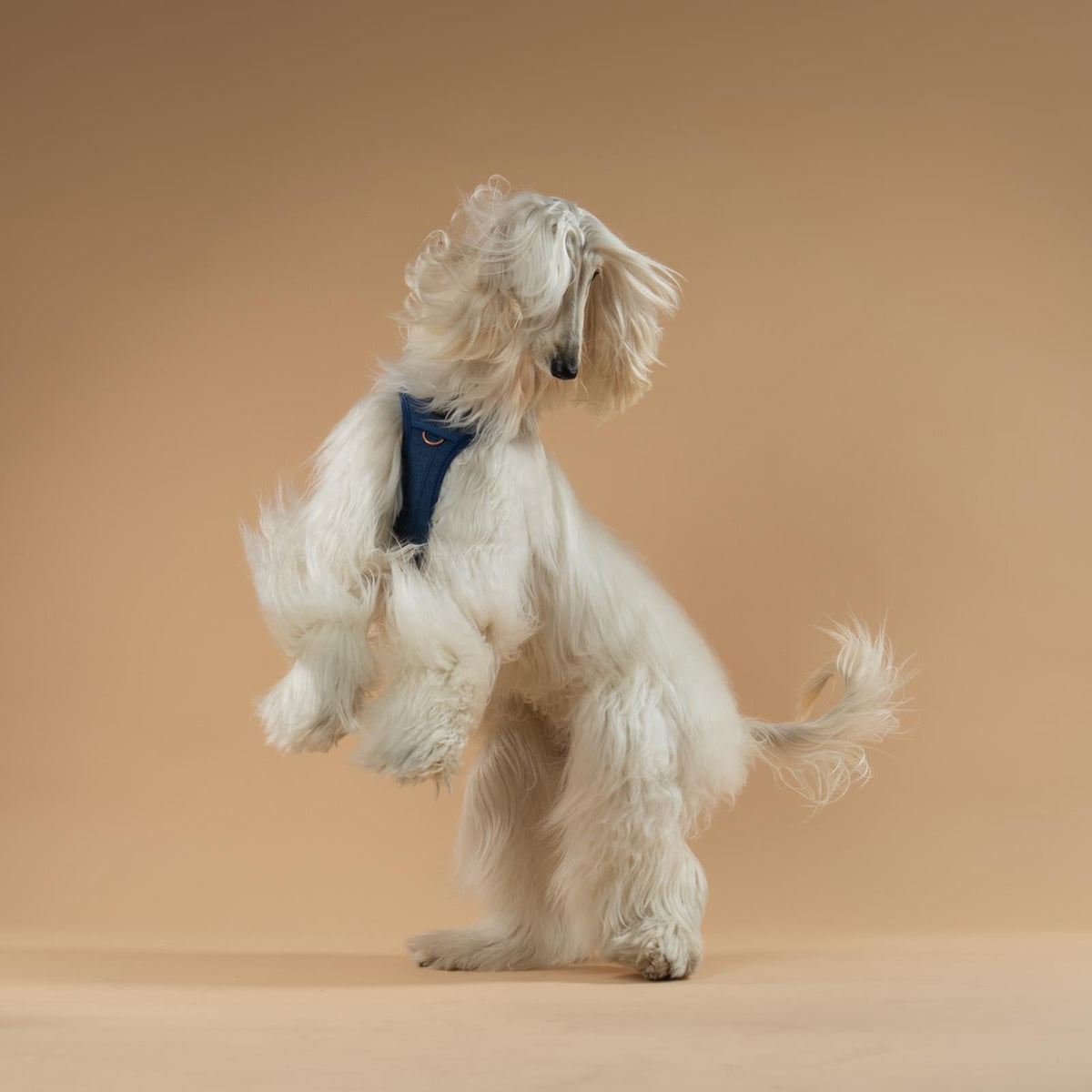 DOGISTRY NoMad Adjustable Luxe Harness - Denim