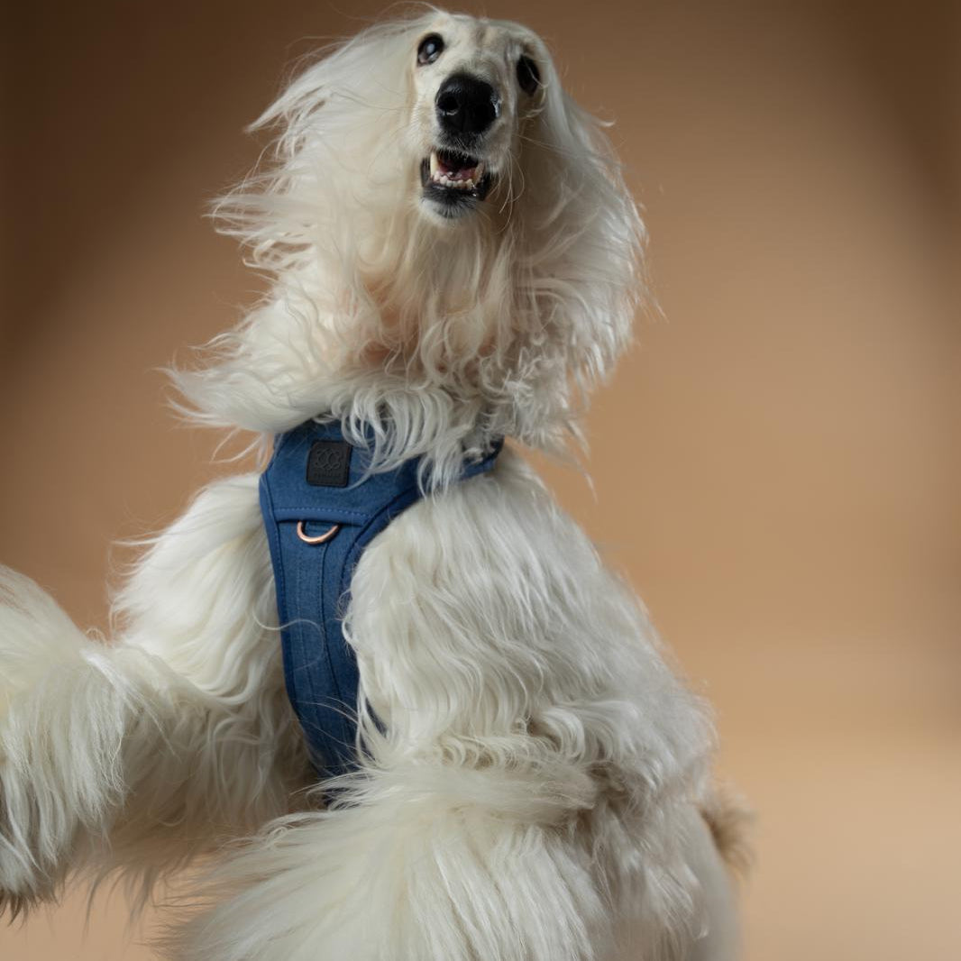 DOGISTRY NoMad Adjustable Luxe Harness - Denim