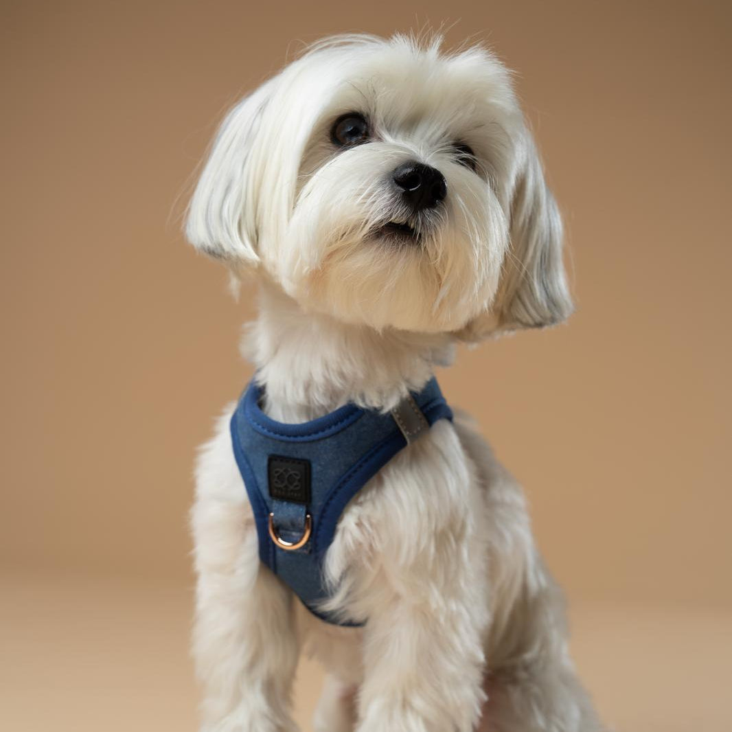 DOGISTRY SoHo Dog Harness - Denim