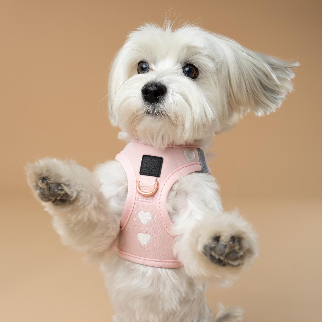 DOGISTRY SoHo Dog Harness - Sweetheart