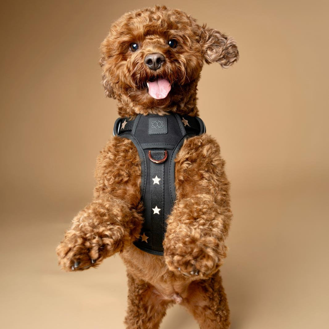 DOGISTRY NoMad Adjustable Luxe Harness - Rockstar