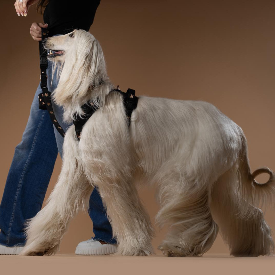 DOGISTRY NoMad Adjustable Luxe Harness - Rockstar