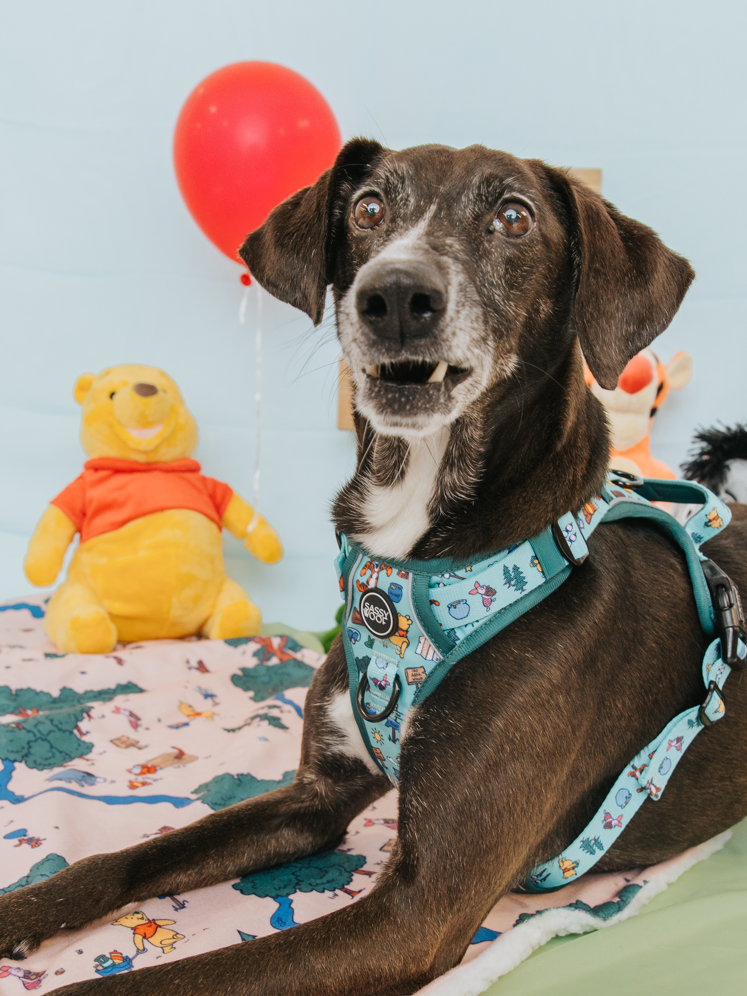 Dog Step-in Harness - Disneys Winnie the Pooh