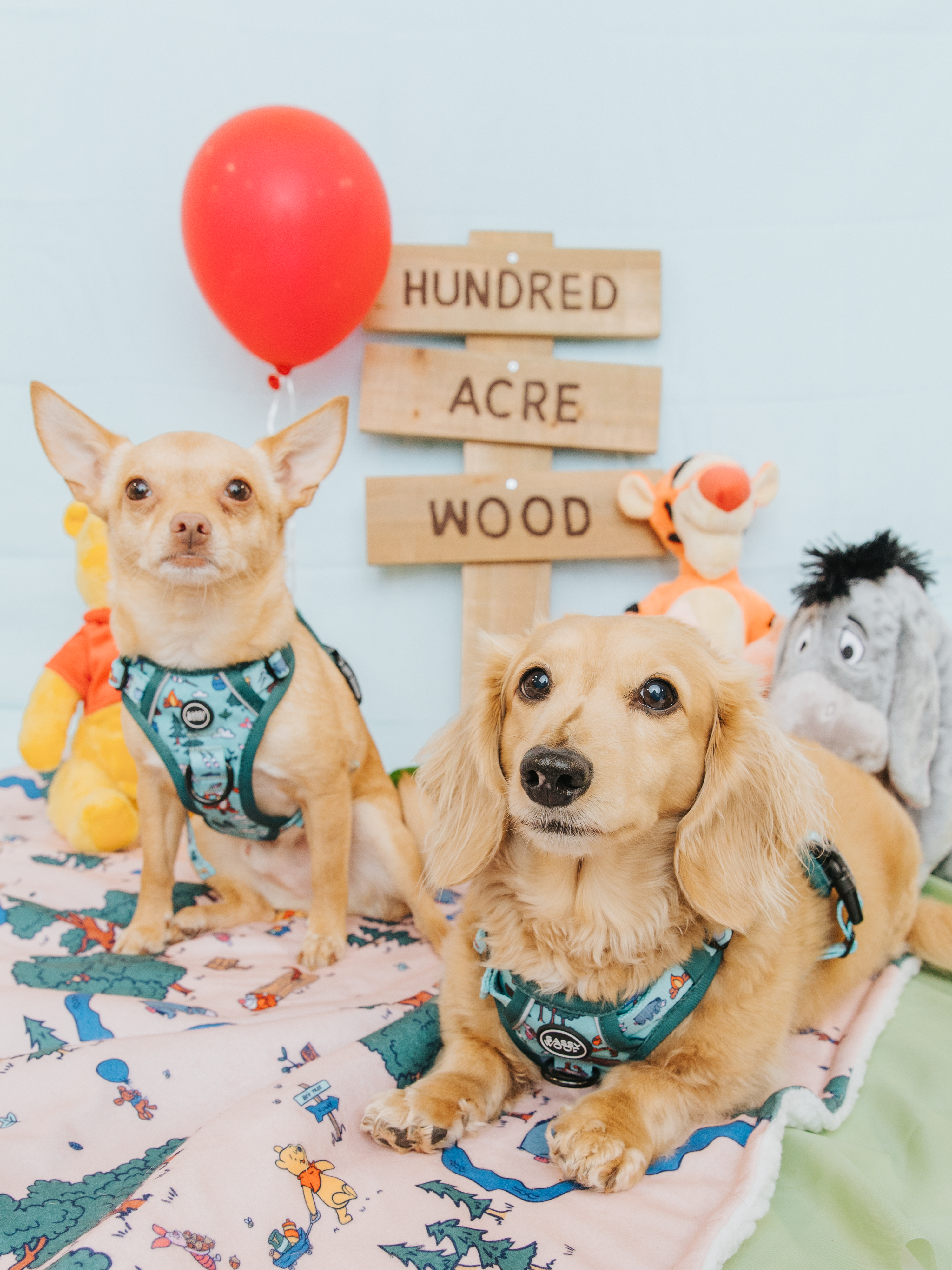Dog Step-in Harness - Disneys Winnie the Pooh