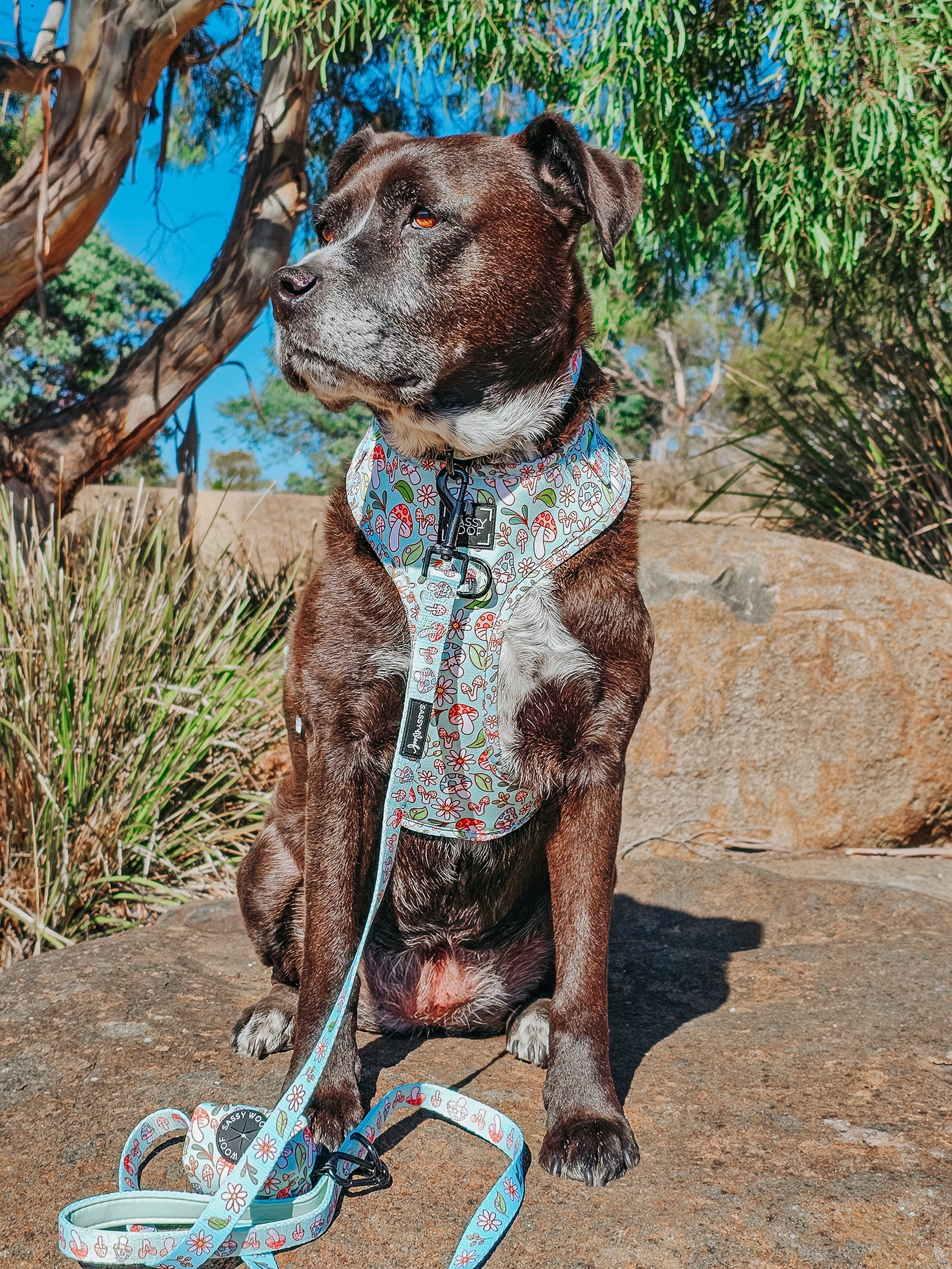 Dog Collar - Shrooms & Blooms