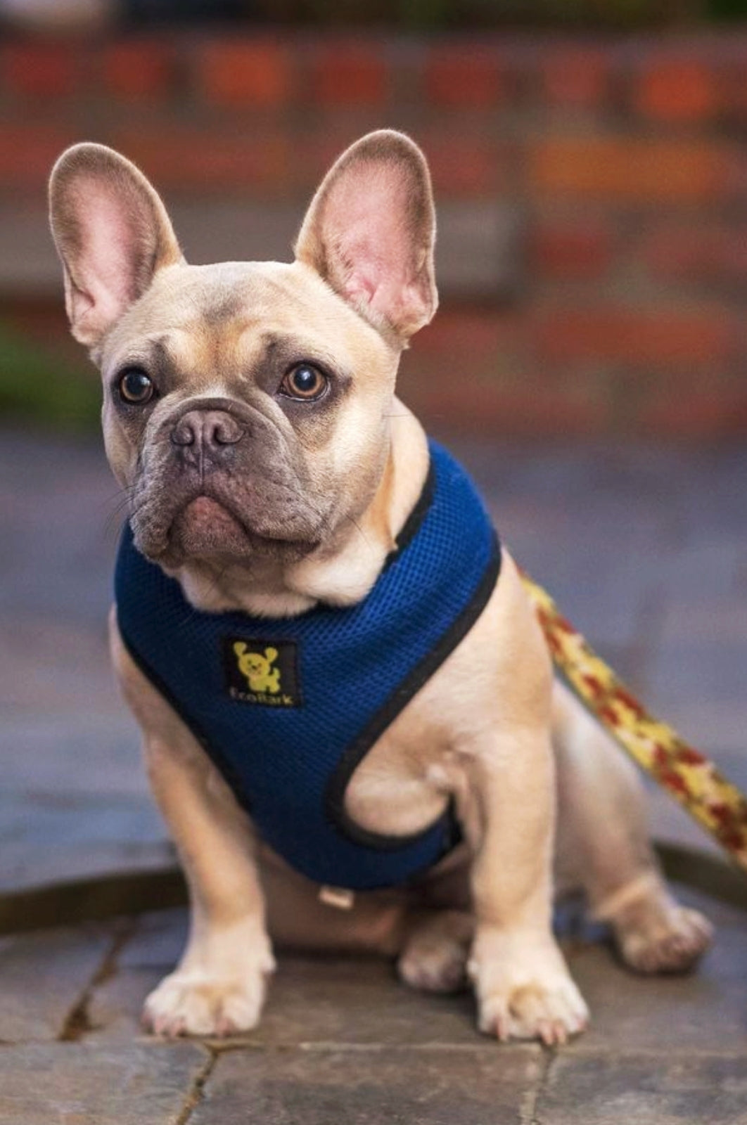 EcoBark Navy Dog Harness - Over-the-Head Soft Mesh Dog Vest Halter for Small to Medium Dogs and Puppies