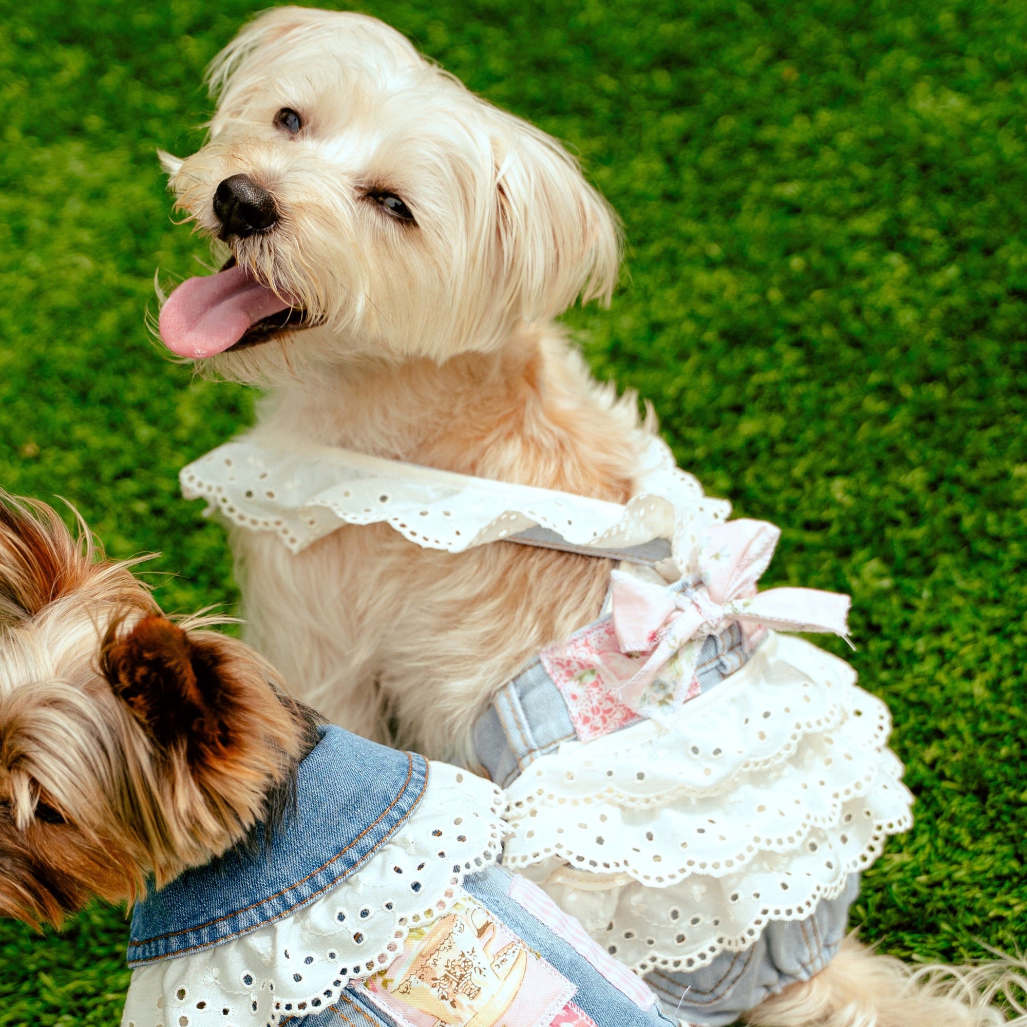 Heads or Tails Pup LovePackPuppy Denim Dog Overalls