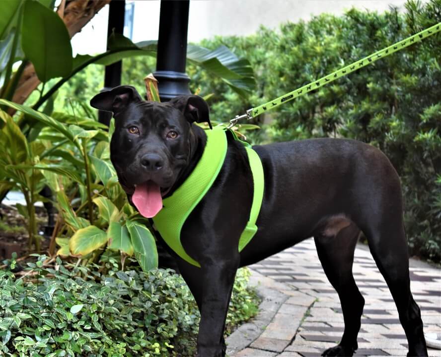EcoBark Green Dog Leash- Padded Comfort Grip Leash - 4ft, 5ft, and 6ft Dog Leash for Small and Medium Dogs