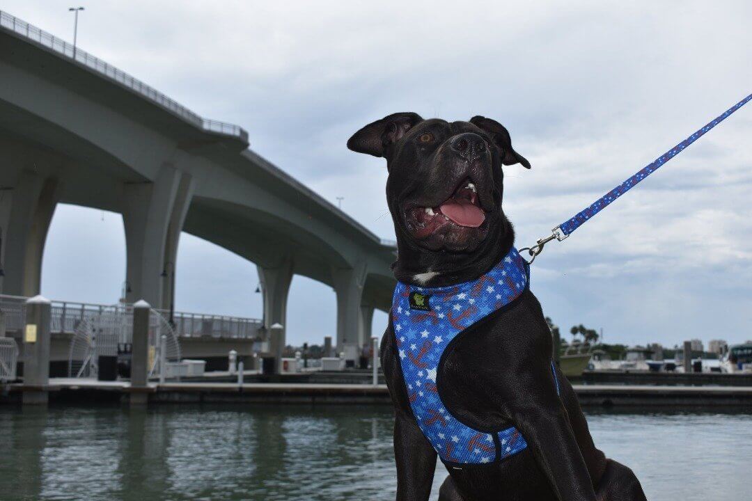 EcoBark Nautical Dog Leash-Padded Comfort Grip Leash - 5ft Leash for Small and Medium Dogs
