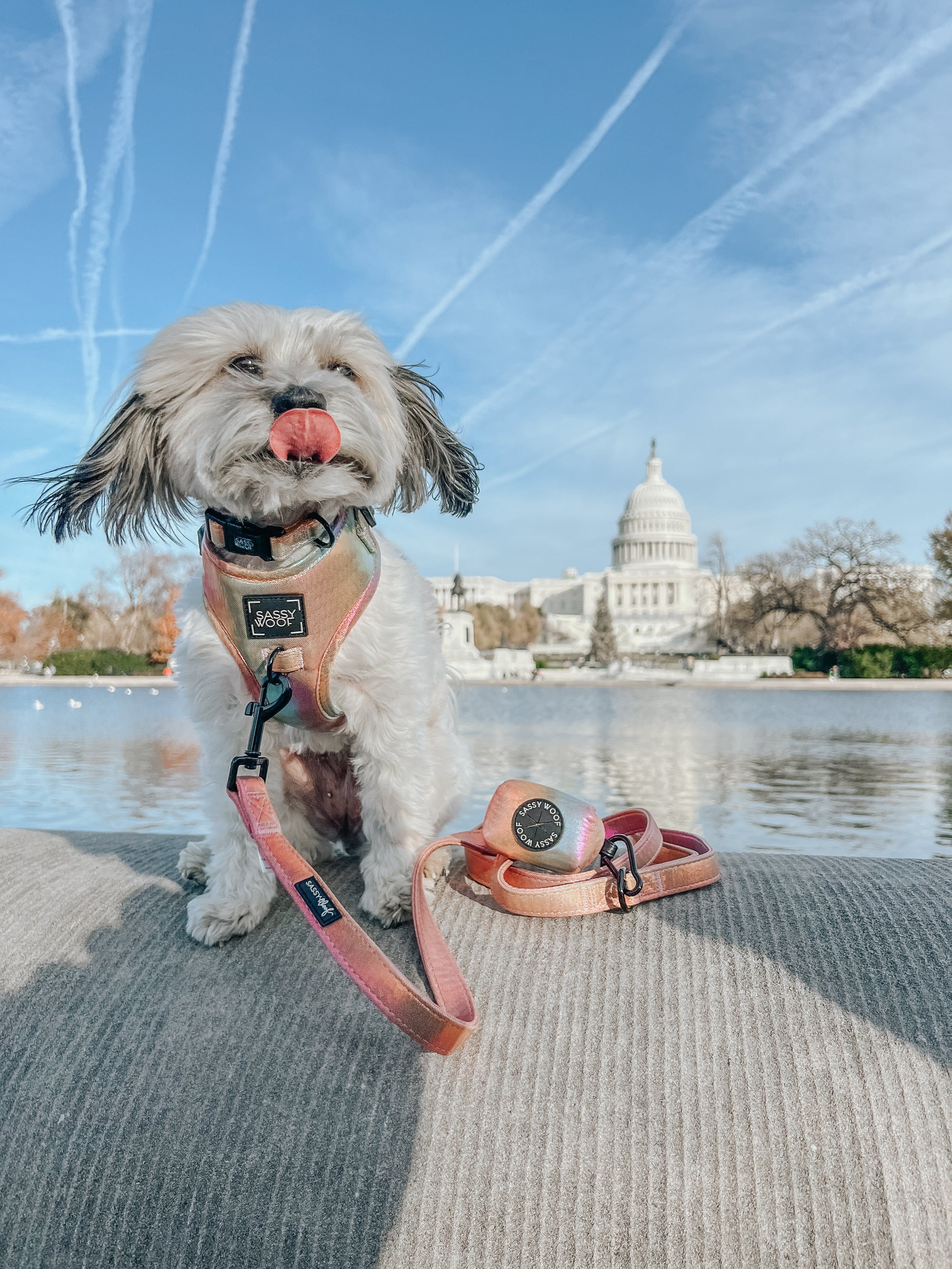 Dog Adjustable Harness - The Night Life