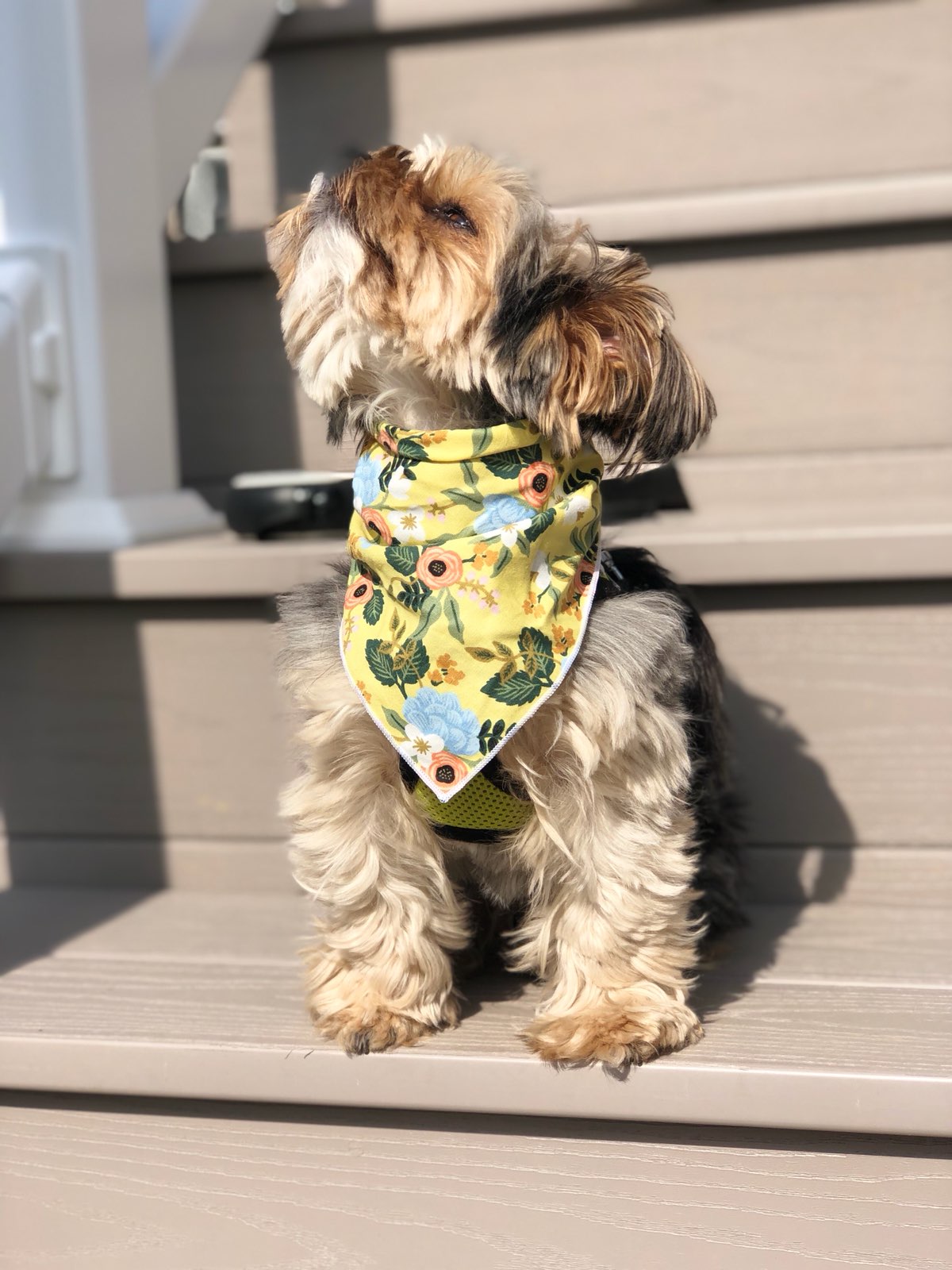 Yellow Flower Dog Bandana