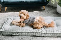 Spencer Wool Dog Sweater