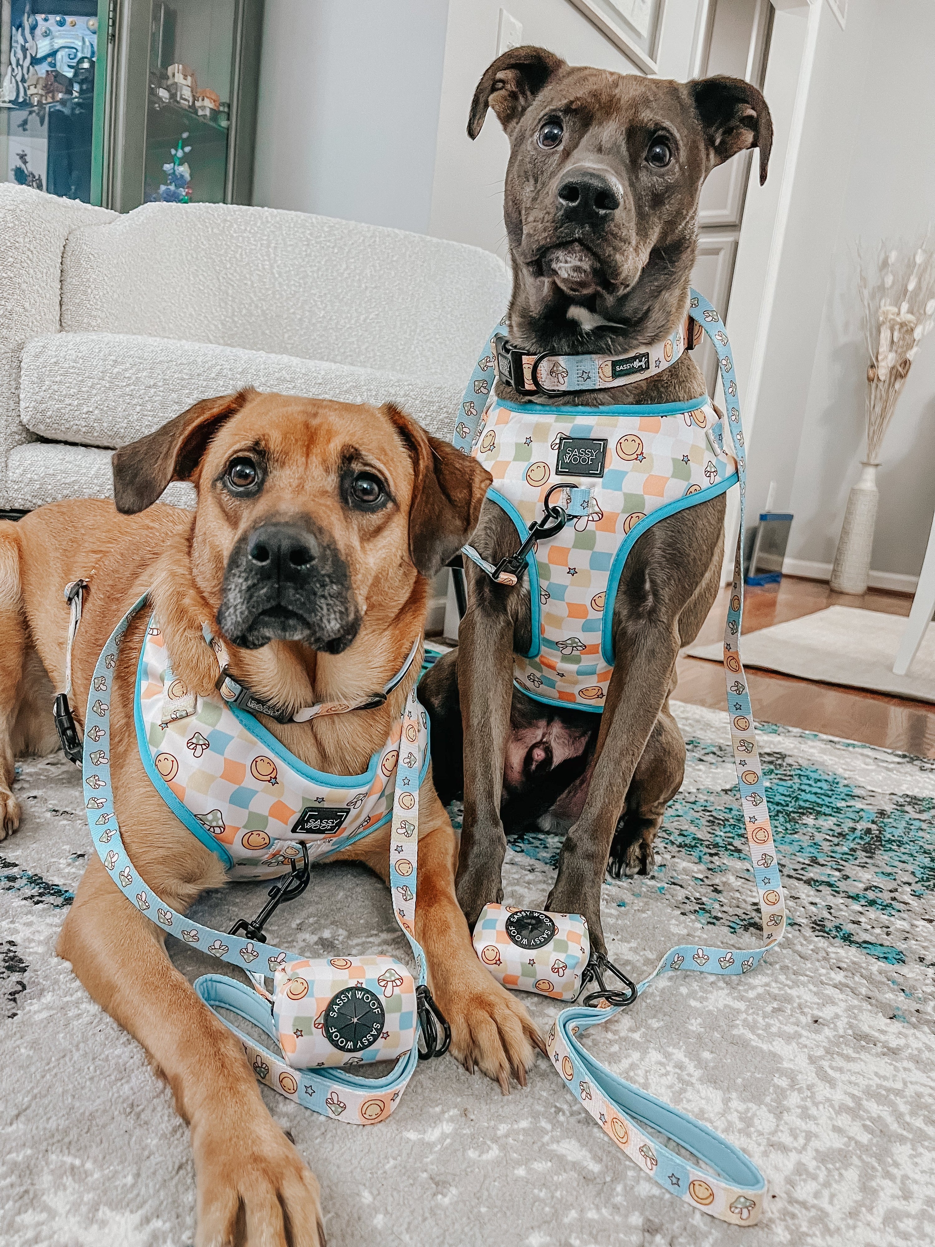 Dog Collar - Mush Love