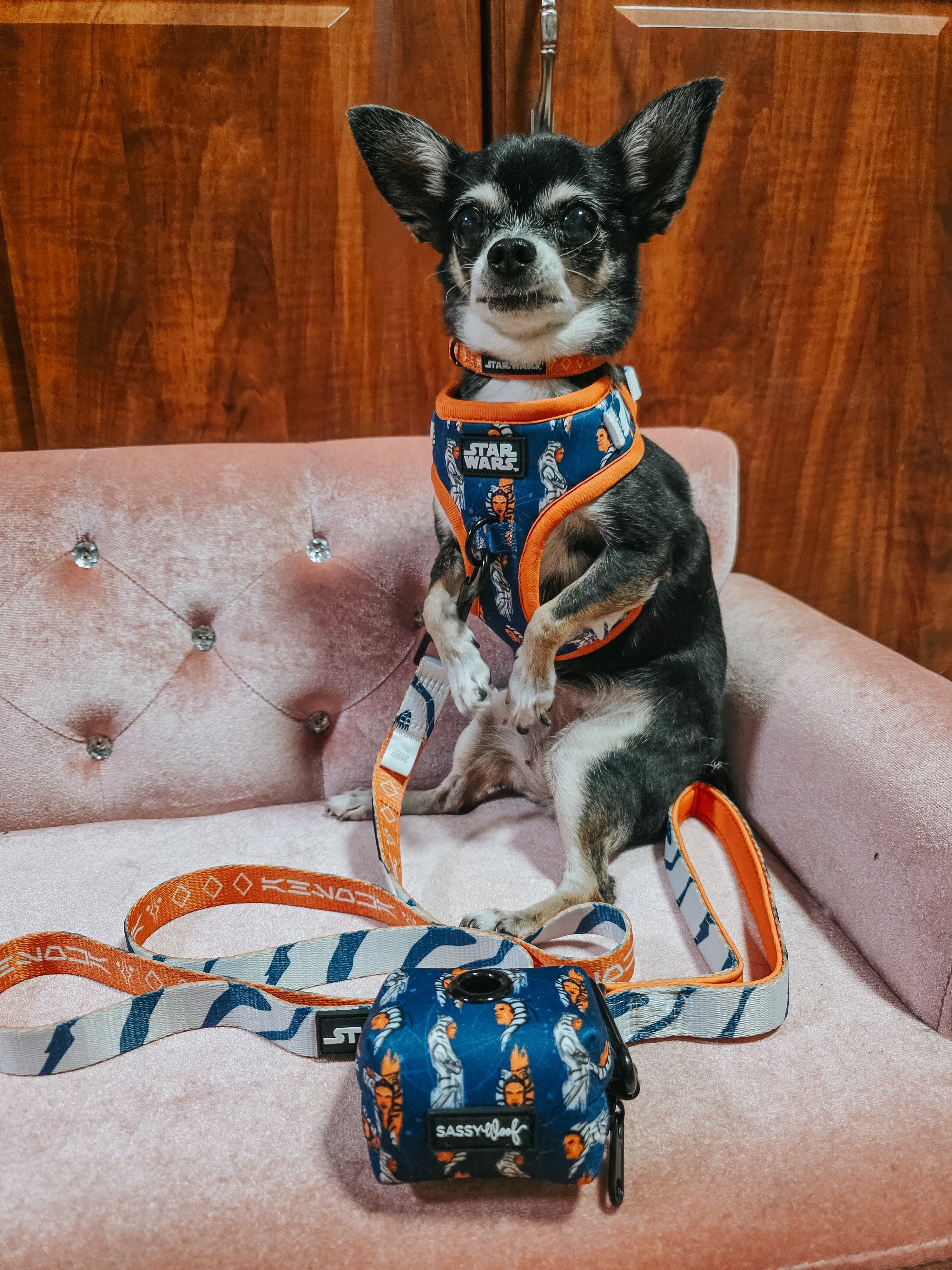 Dog Collar - STAR WARS™ Ahsoka