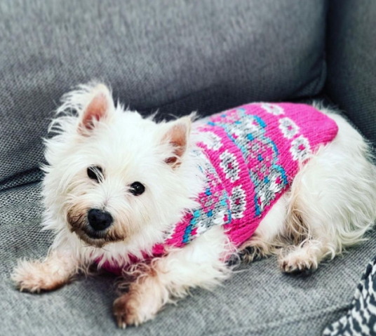 Chilly Dog Rose Fair Isle Alpaca Wool Dog Sweater