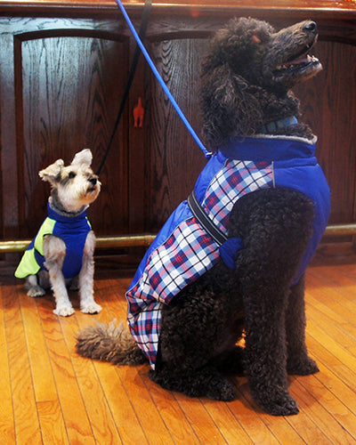 Alpine All-Weather Dog Coat - Black and Gray