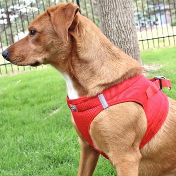 American River Ultra Choke Free Soft Mesh Dog Harness-Dark Forest Green