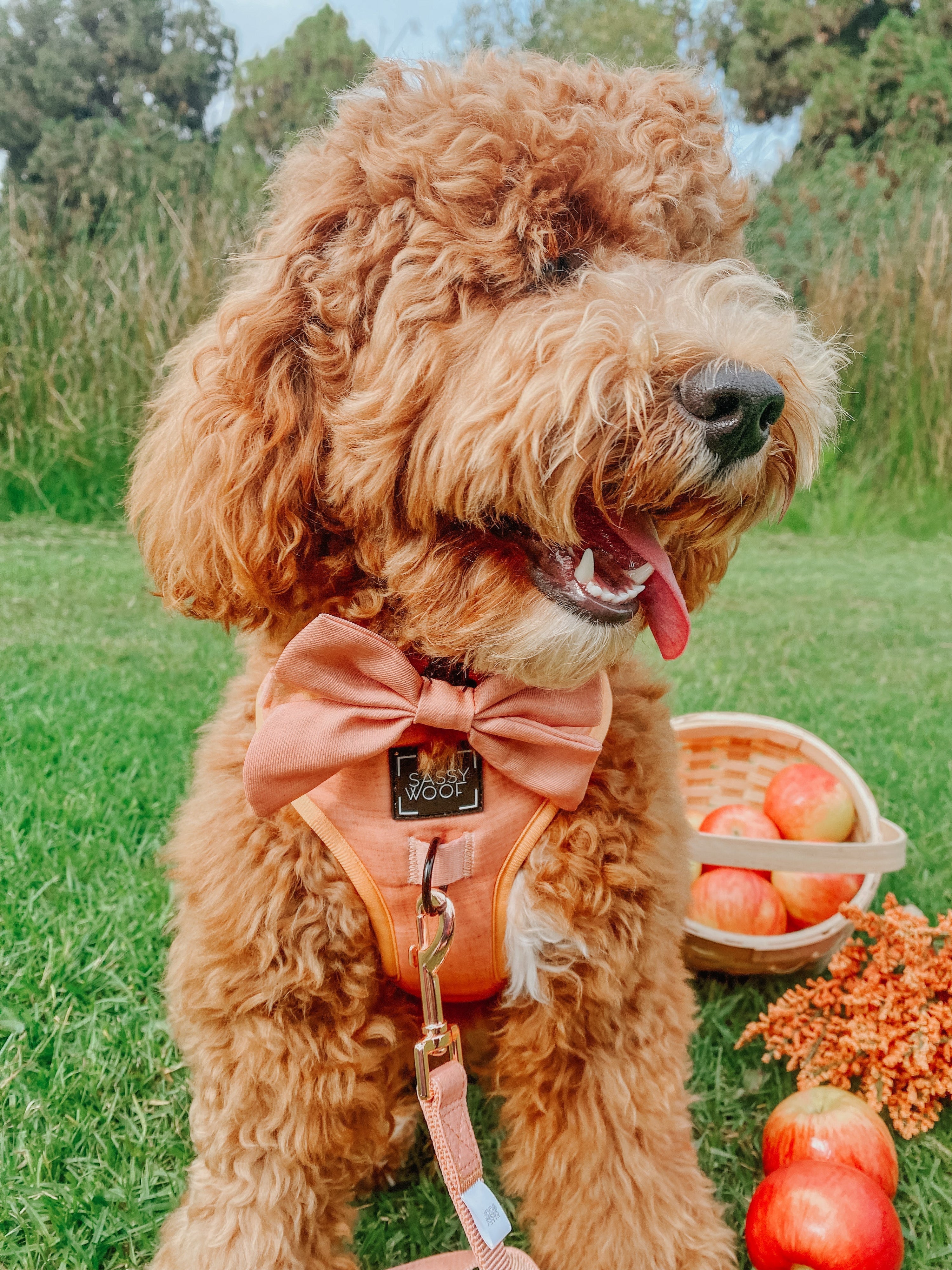 Dog Collar - Apple Cider
