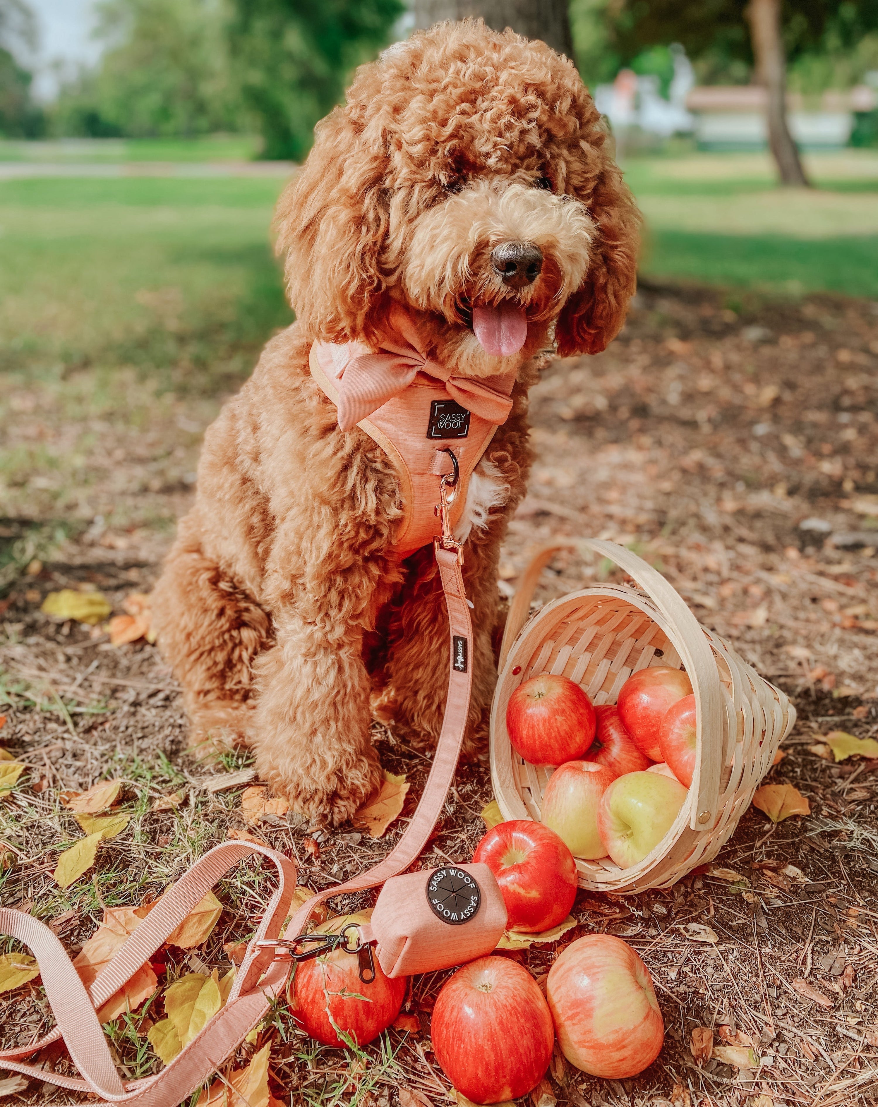 Dog Adjustable Harness - Apple Cider