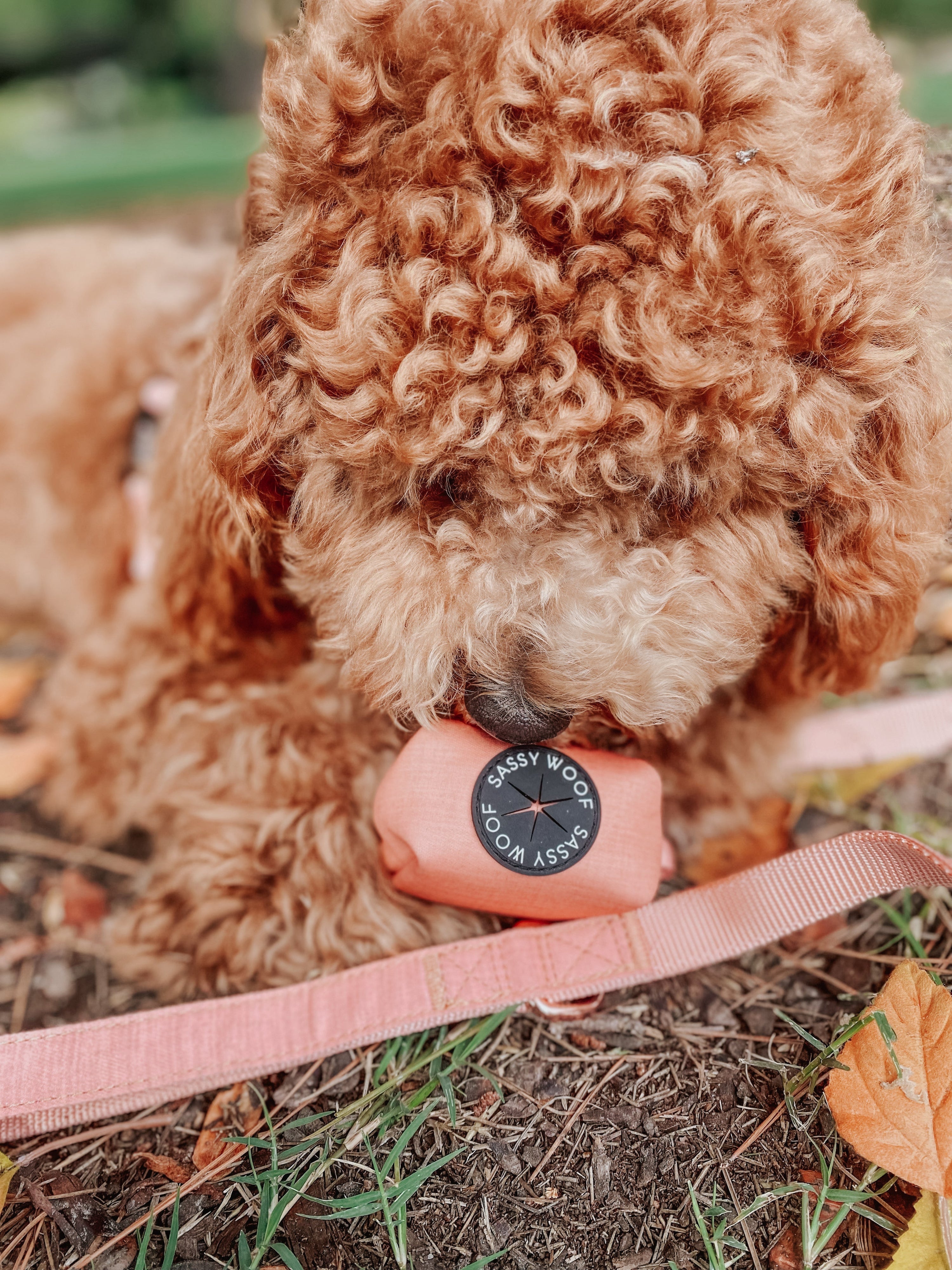 Dog Leash - Apple Cider