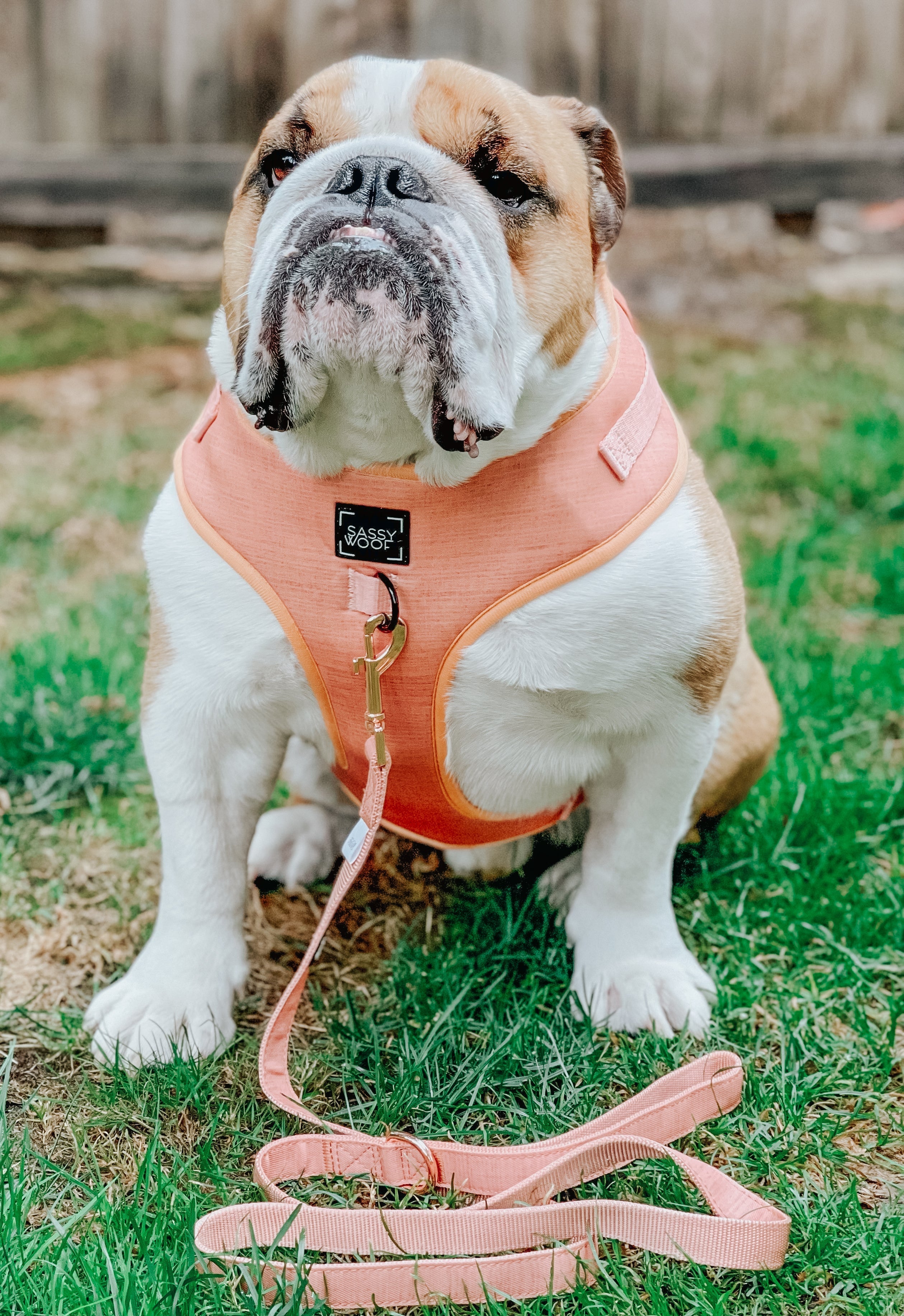 Dog Leash - Apple Cider