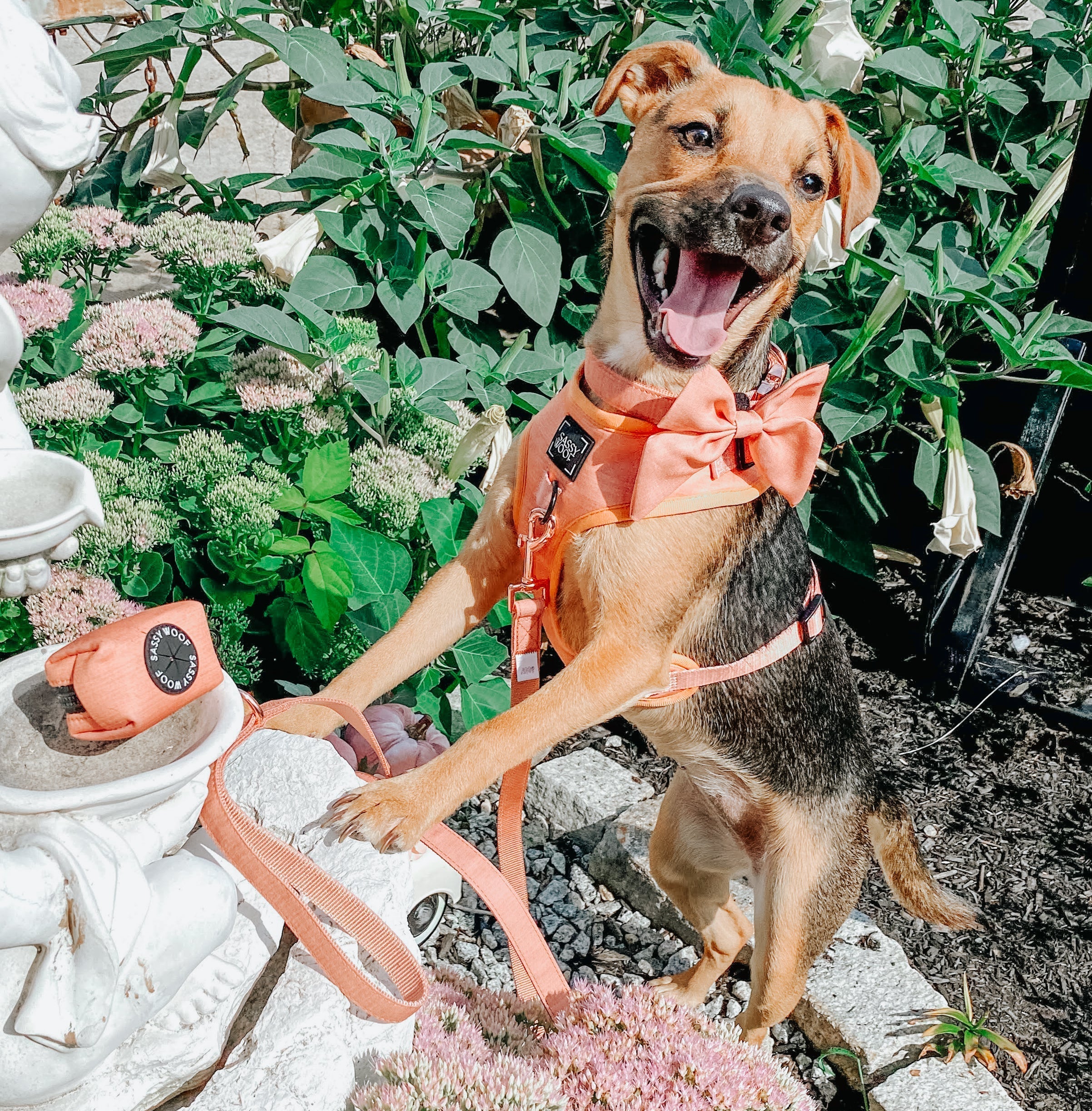 Dog Leash - Apple Cider