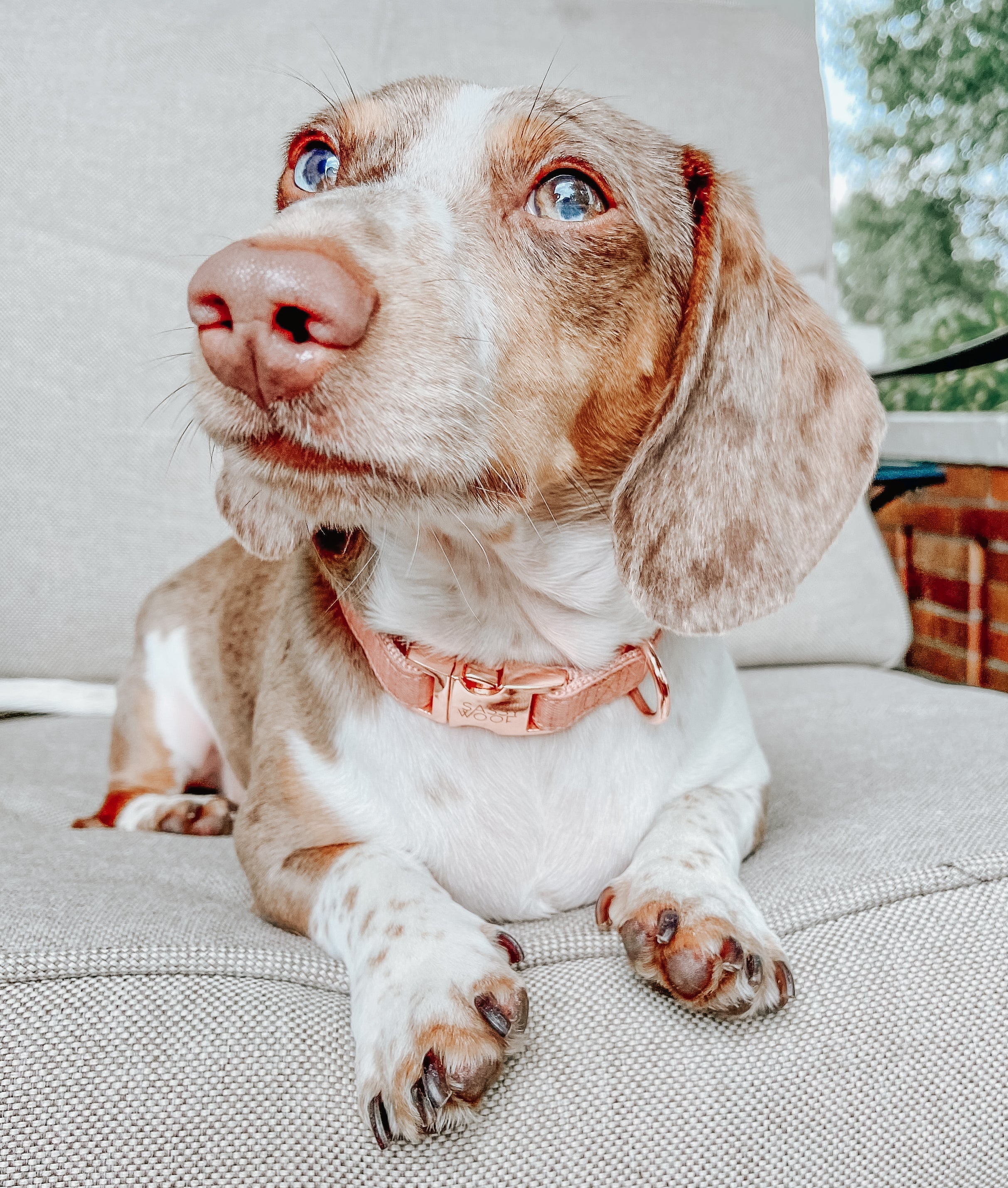 Dog Collar - Apple Cider
