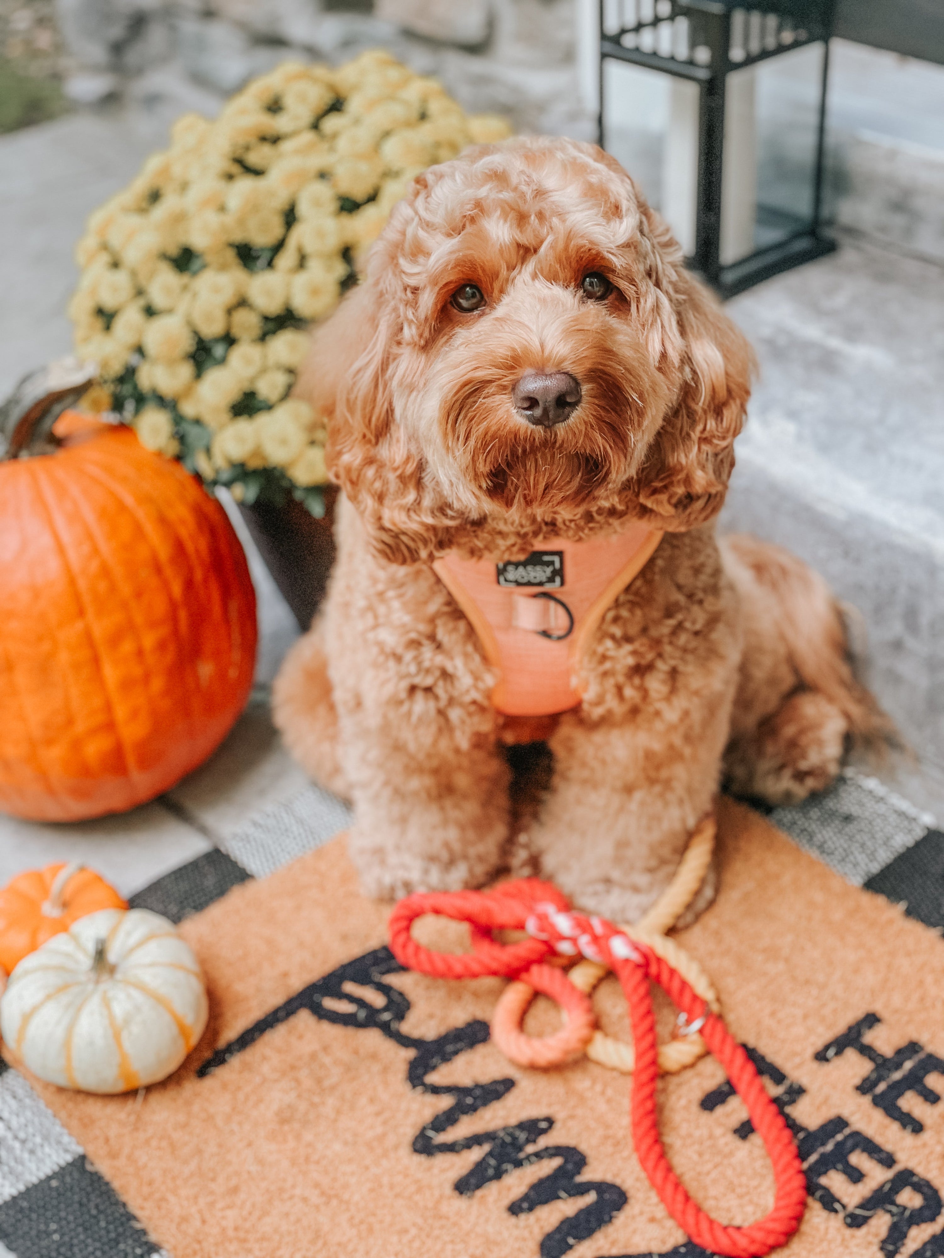 Dog Adjustable Harness - Apple Cider