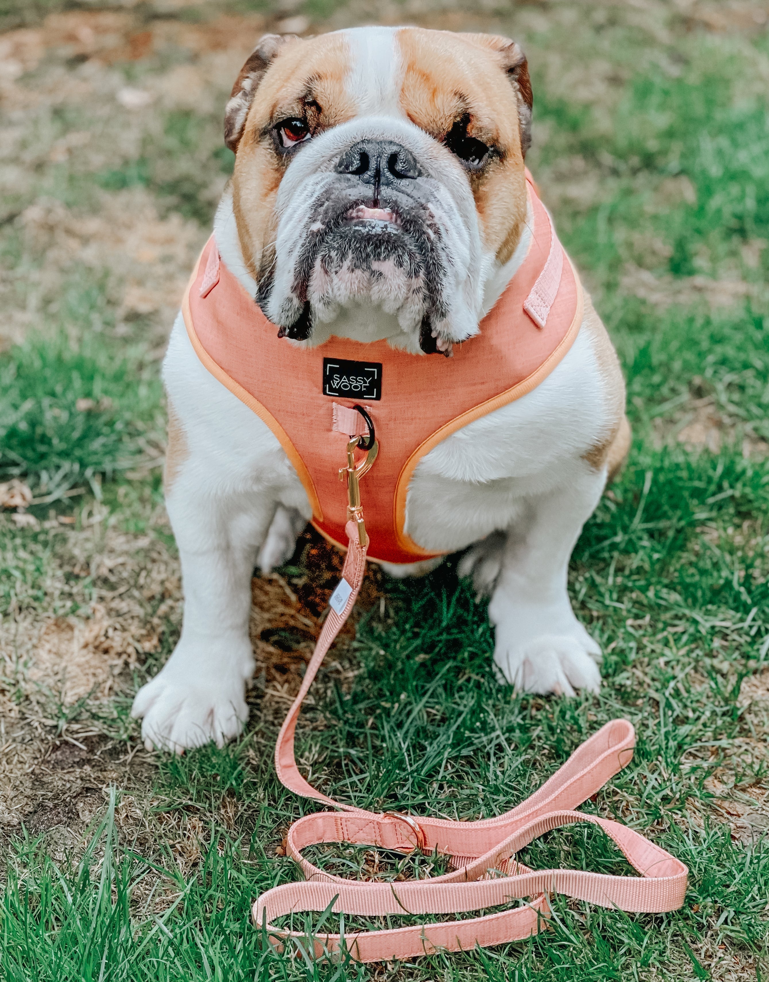 Dog Adjustable Harness - Apple Cider