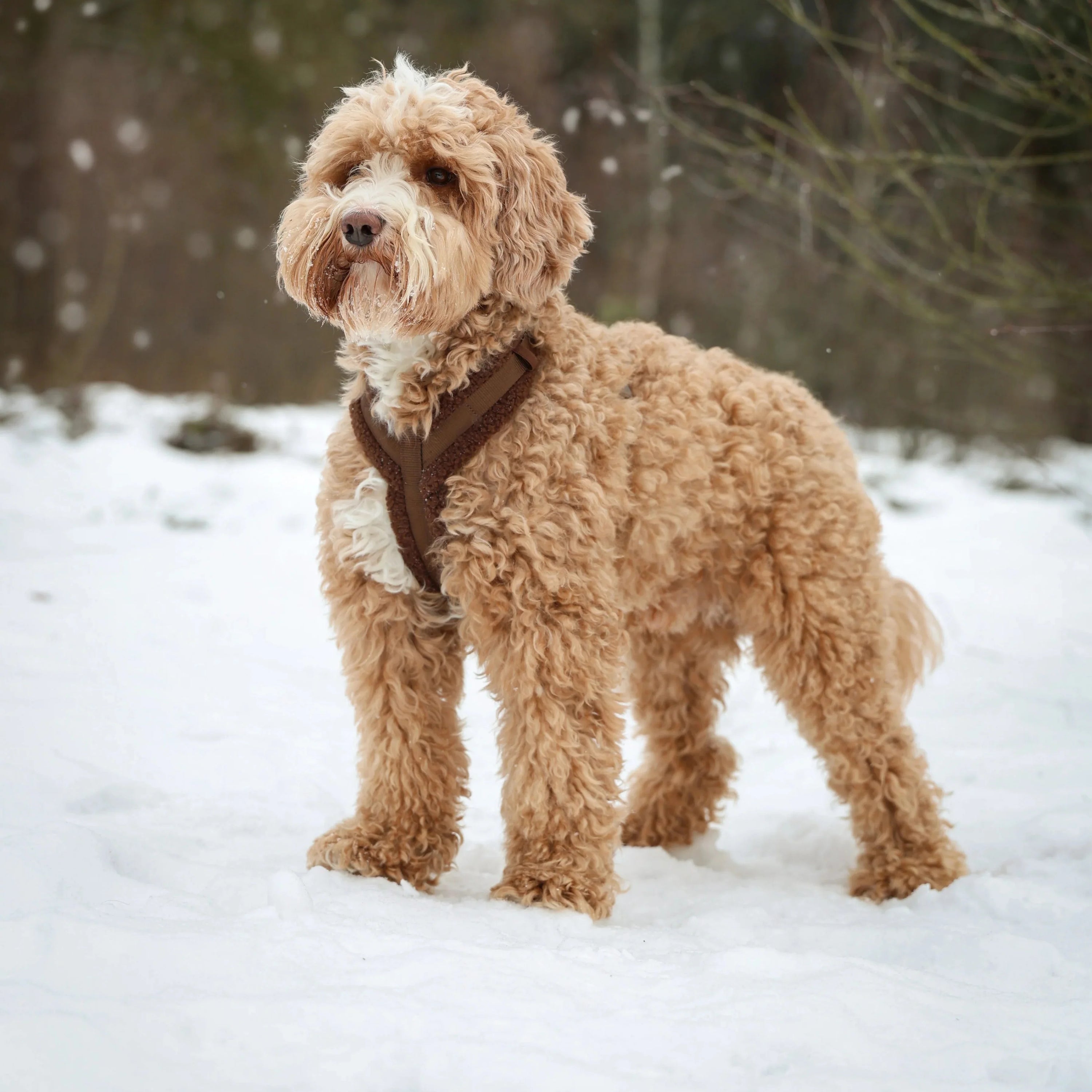 Lilac - Sherpa Dog Harness