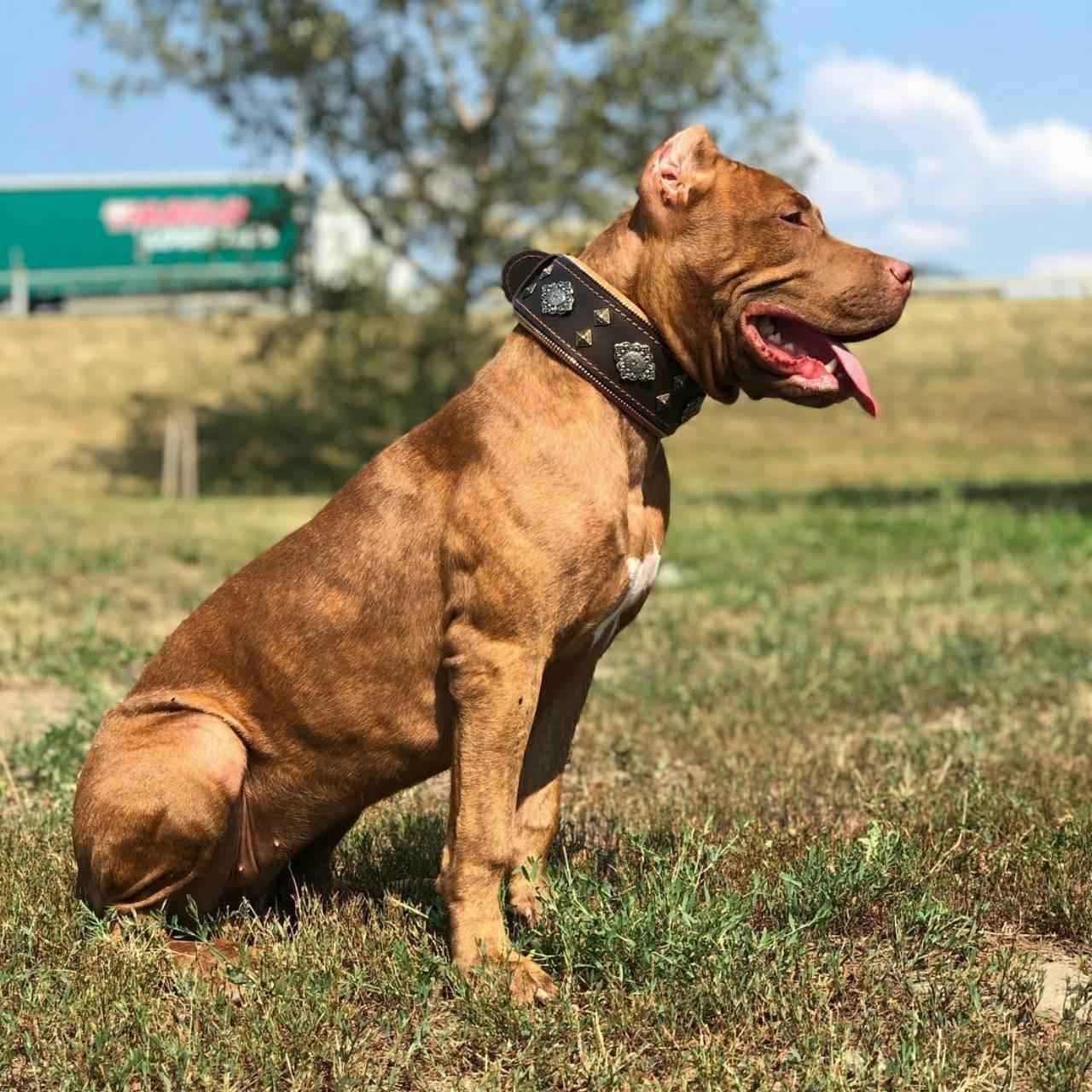 Bestia Aztec Brown Leather Dog Collar