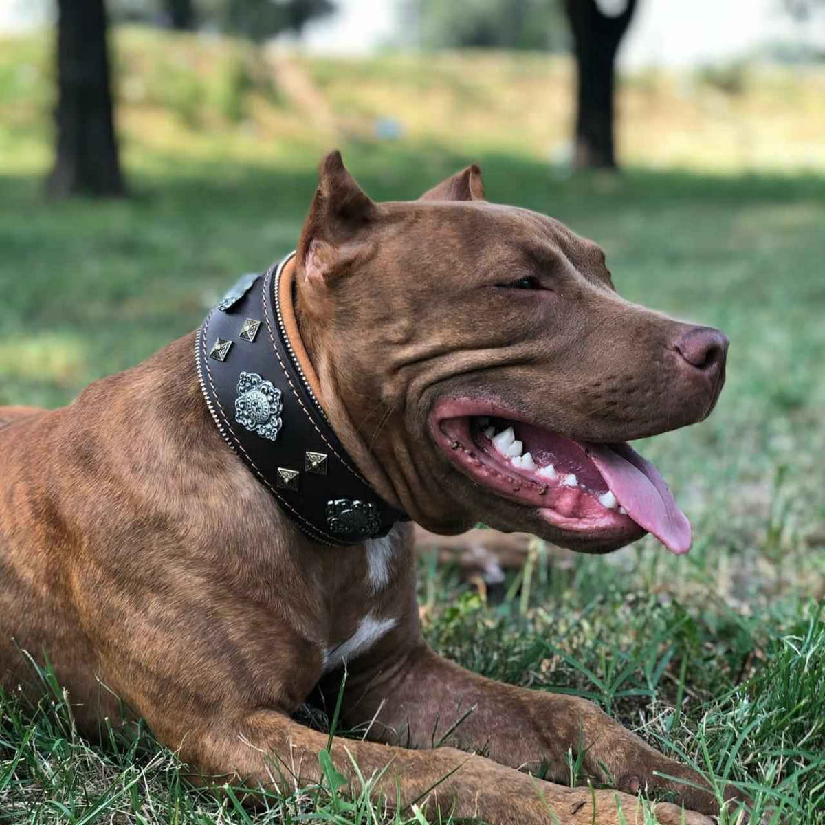 Bestia Aztec Brown Leather Dog Collar