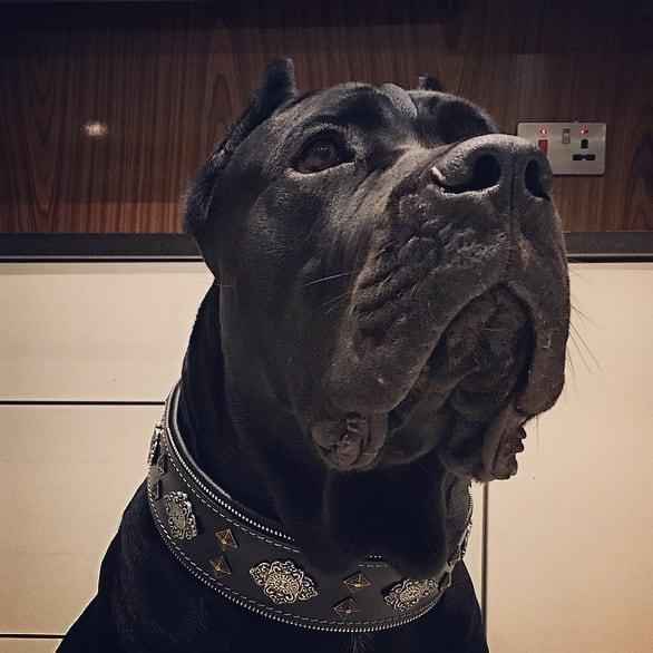 Bestia Aztec Black Leather Dog Collar