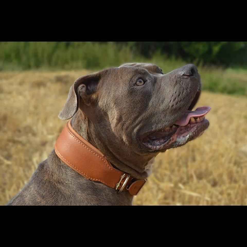 Bestia Plain Style Brown Leather Dog Collar