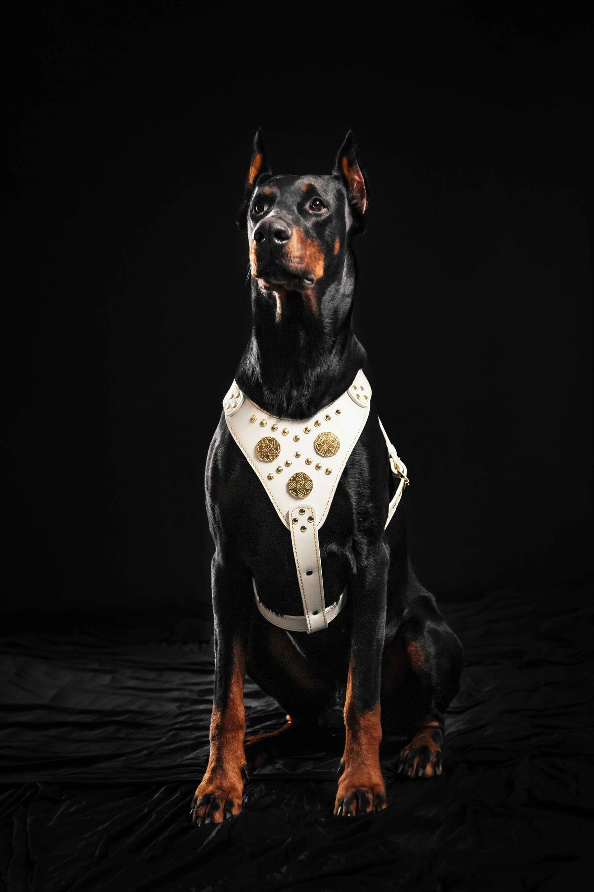 Bestia Maximus White Leather Dog Harness