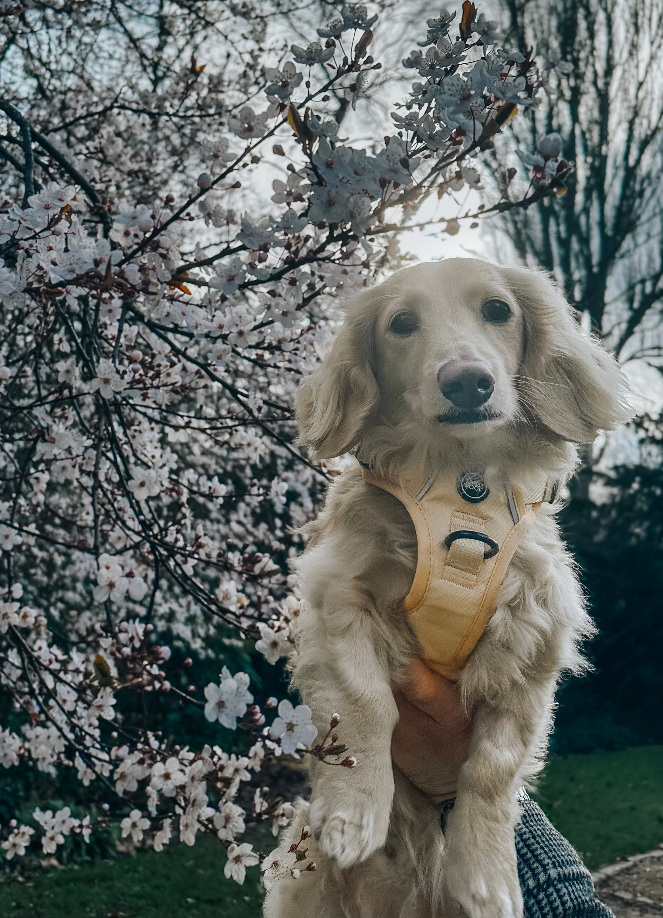 Dog Step-in Harness - Daffodil