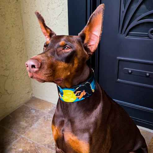 Bestia BCW Limited Edition Leather Dog Collar