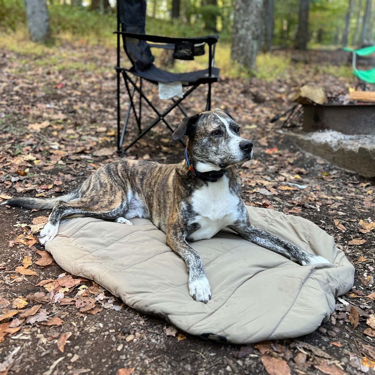 Bed n a Bag Travel Dog Bed