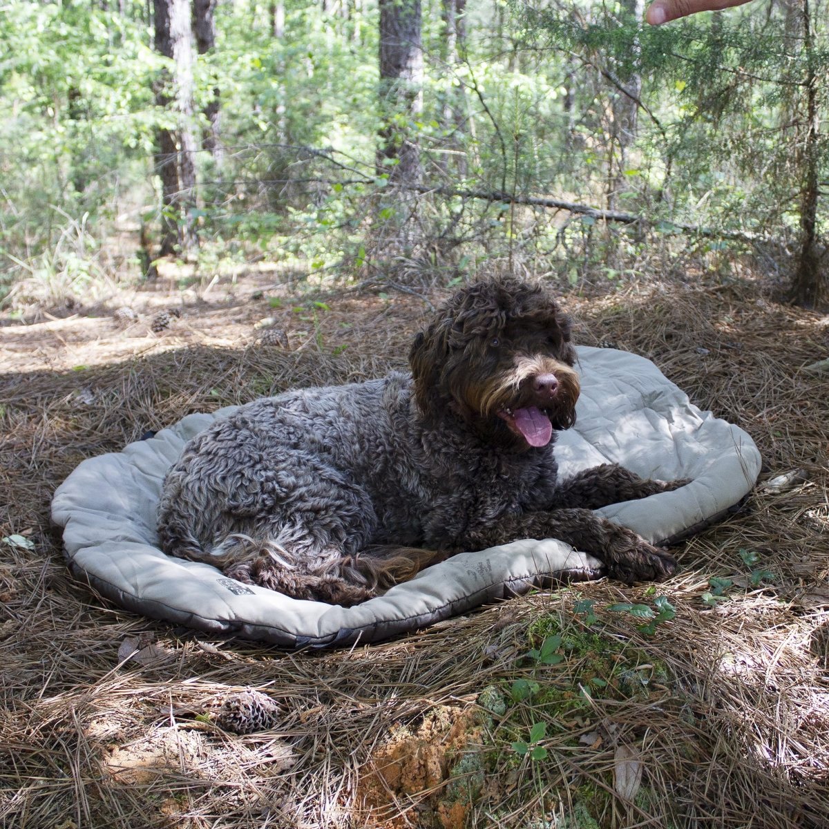 Bed n a Bag Travel Dog Bed