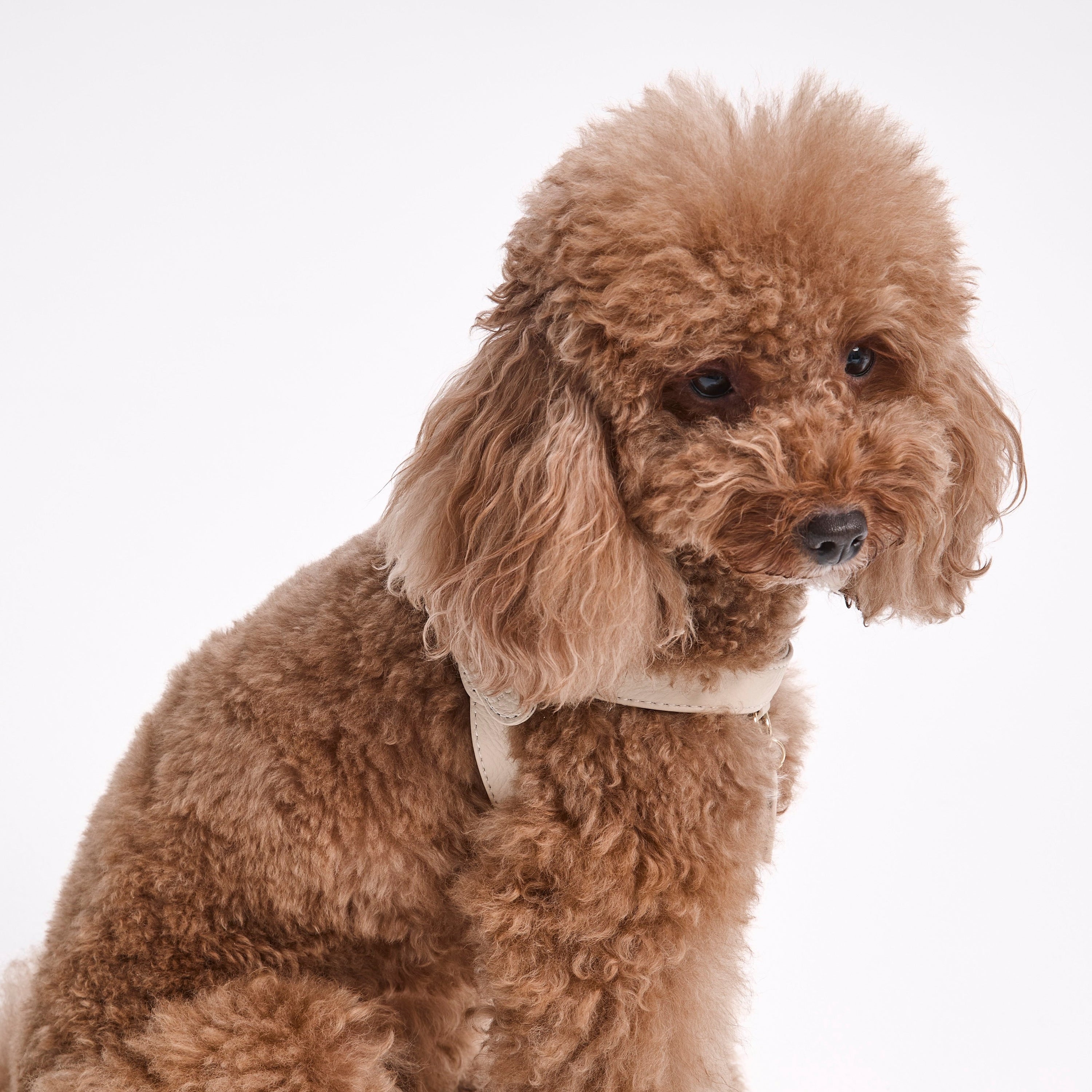 Dog Harness