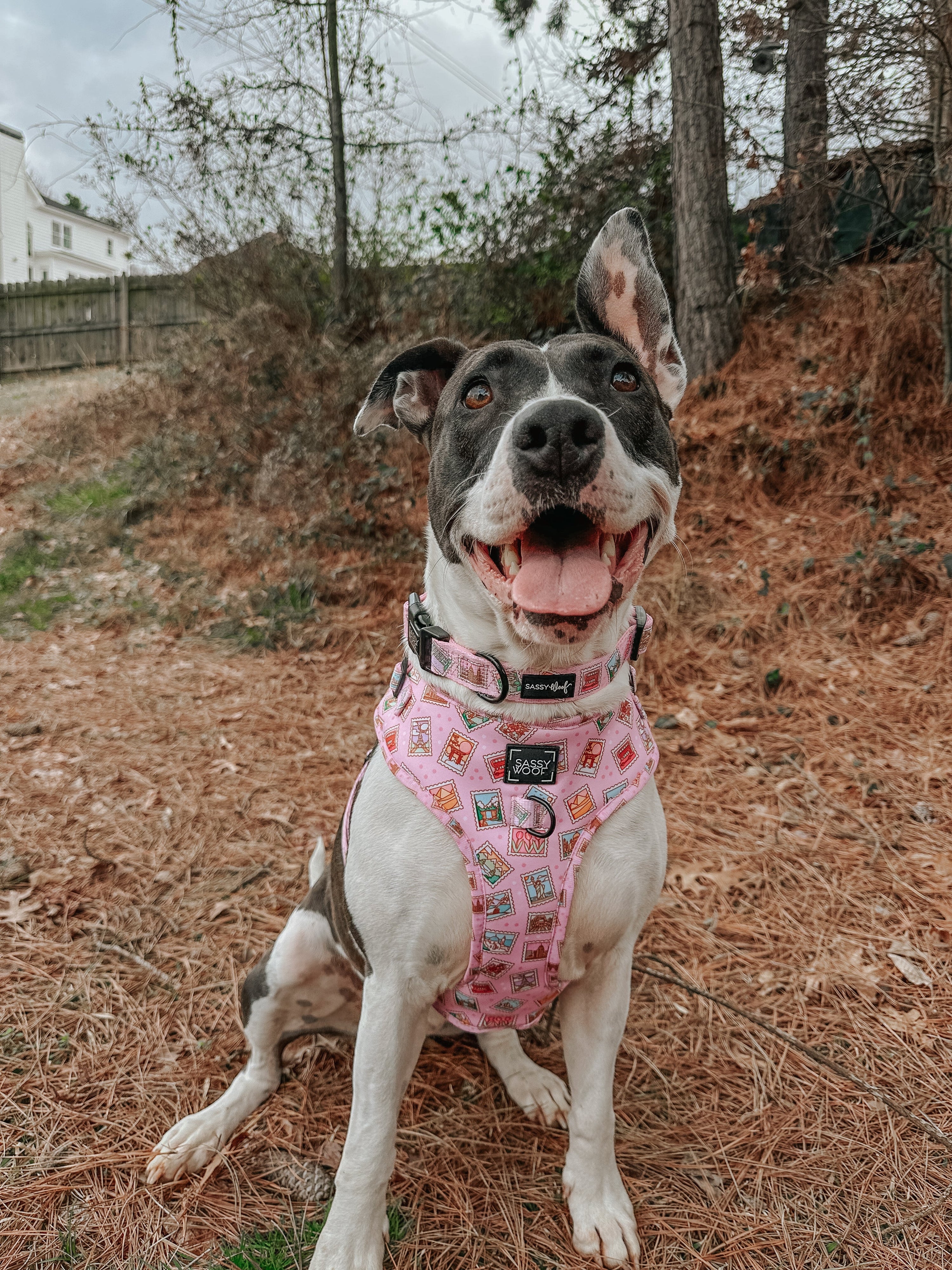 Dog Collar - Out of Office