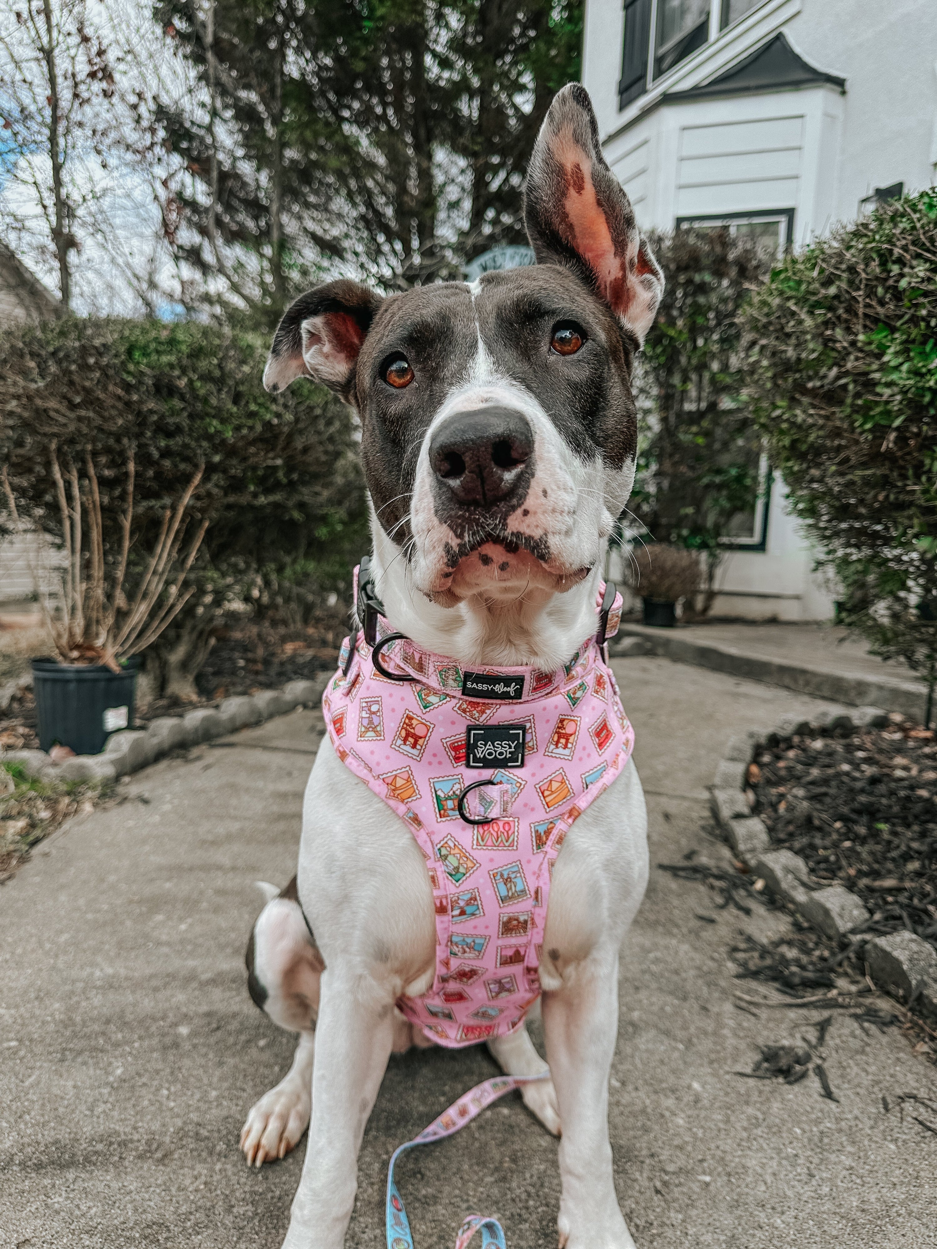 Dog Adjustable Harness - Out of Office