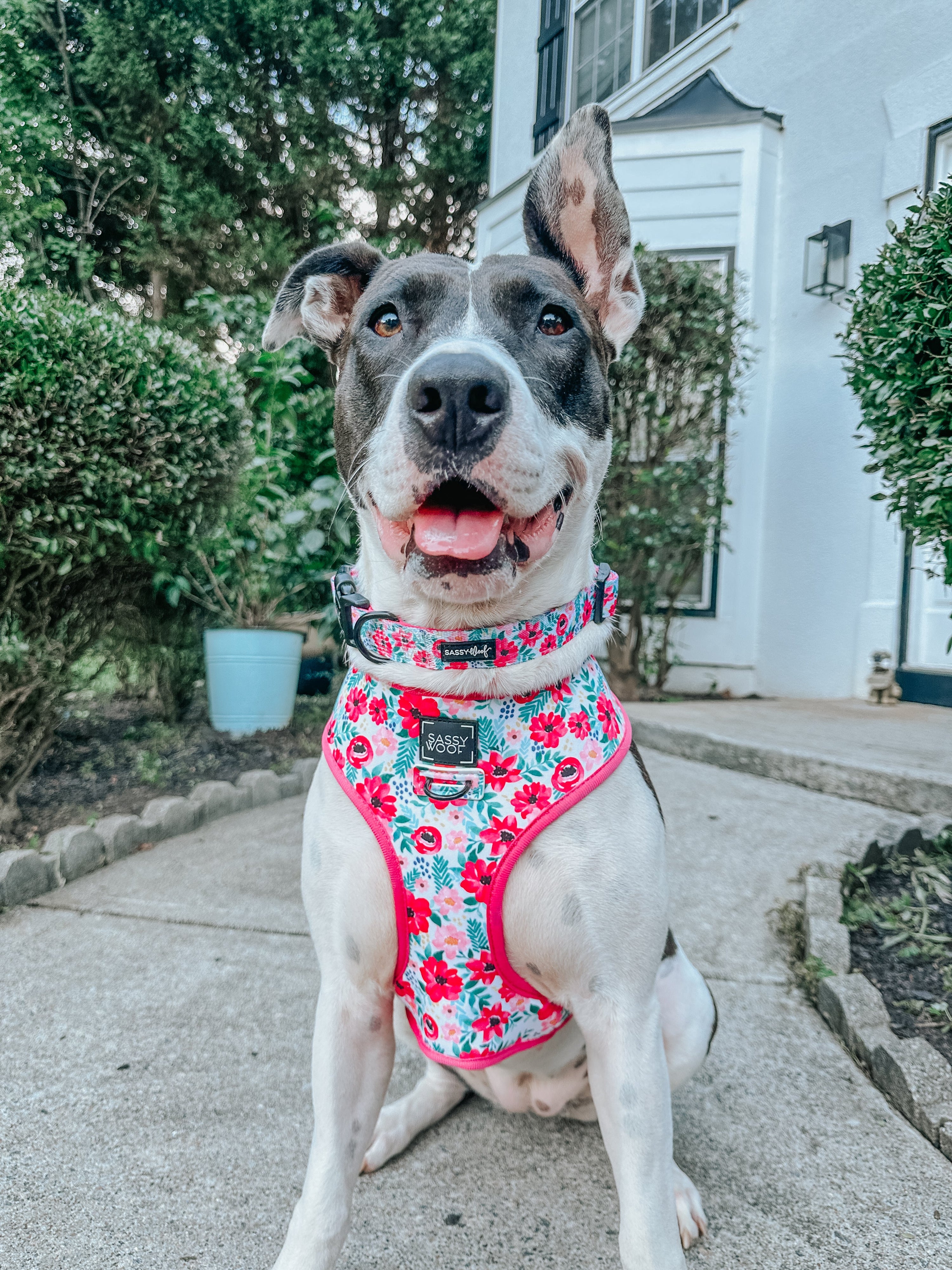 Dog Collar - Floral Frenzy