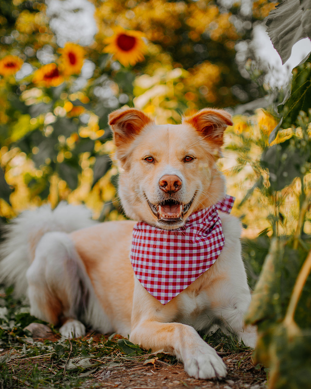 GINGHAM BANDANA | HT Animal Supply