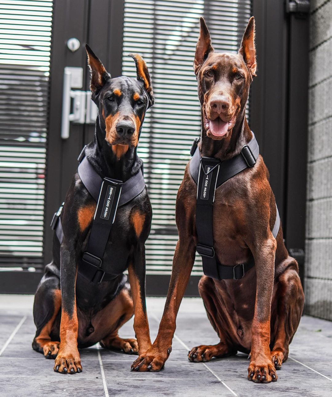 BESTIA DOG SPORT GripPro Basic Harness