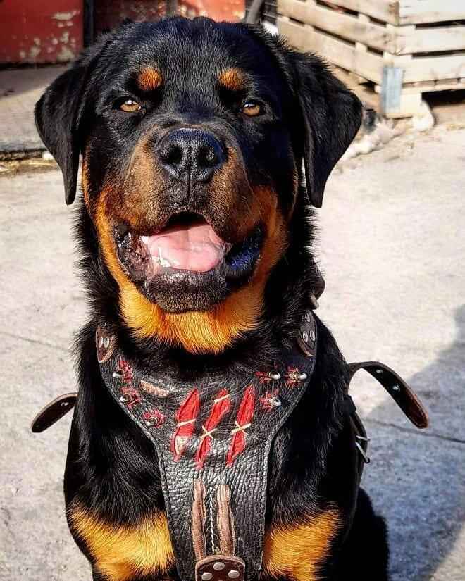 Bestia Haunted Limited Edition Leather Dog Harness