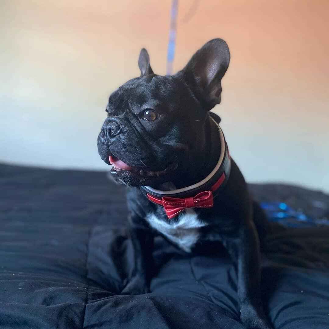 Bestia Bowtie Black Leather Dog Collar
