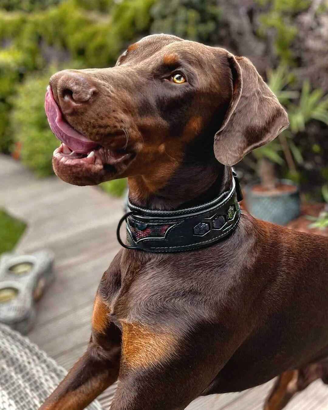 Bestia Batman Leather Dog Collar